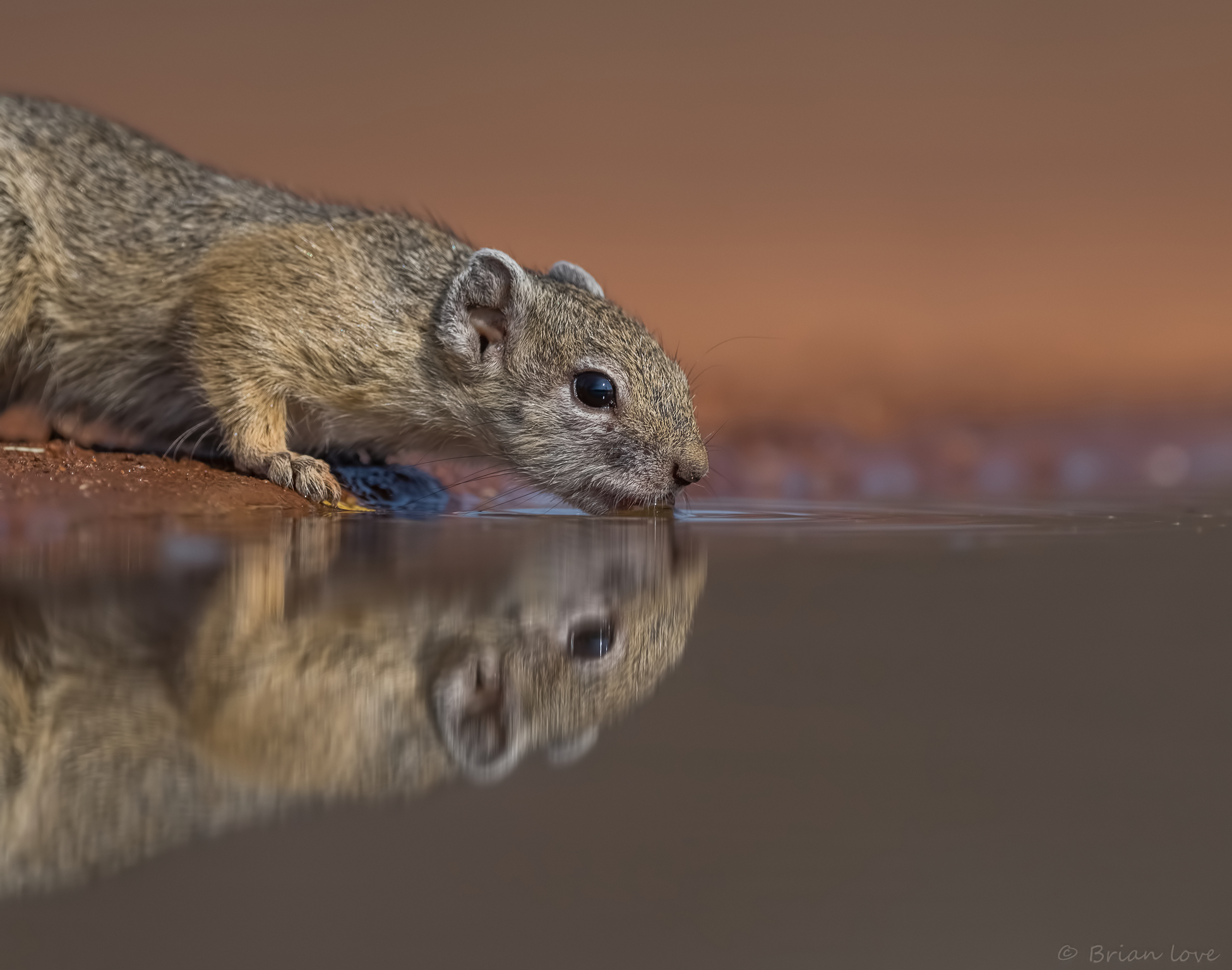 Scoiattolo sudafricano dell'albero
