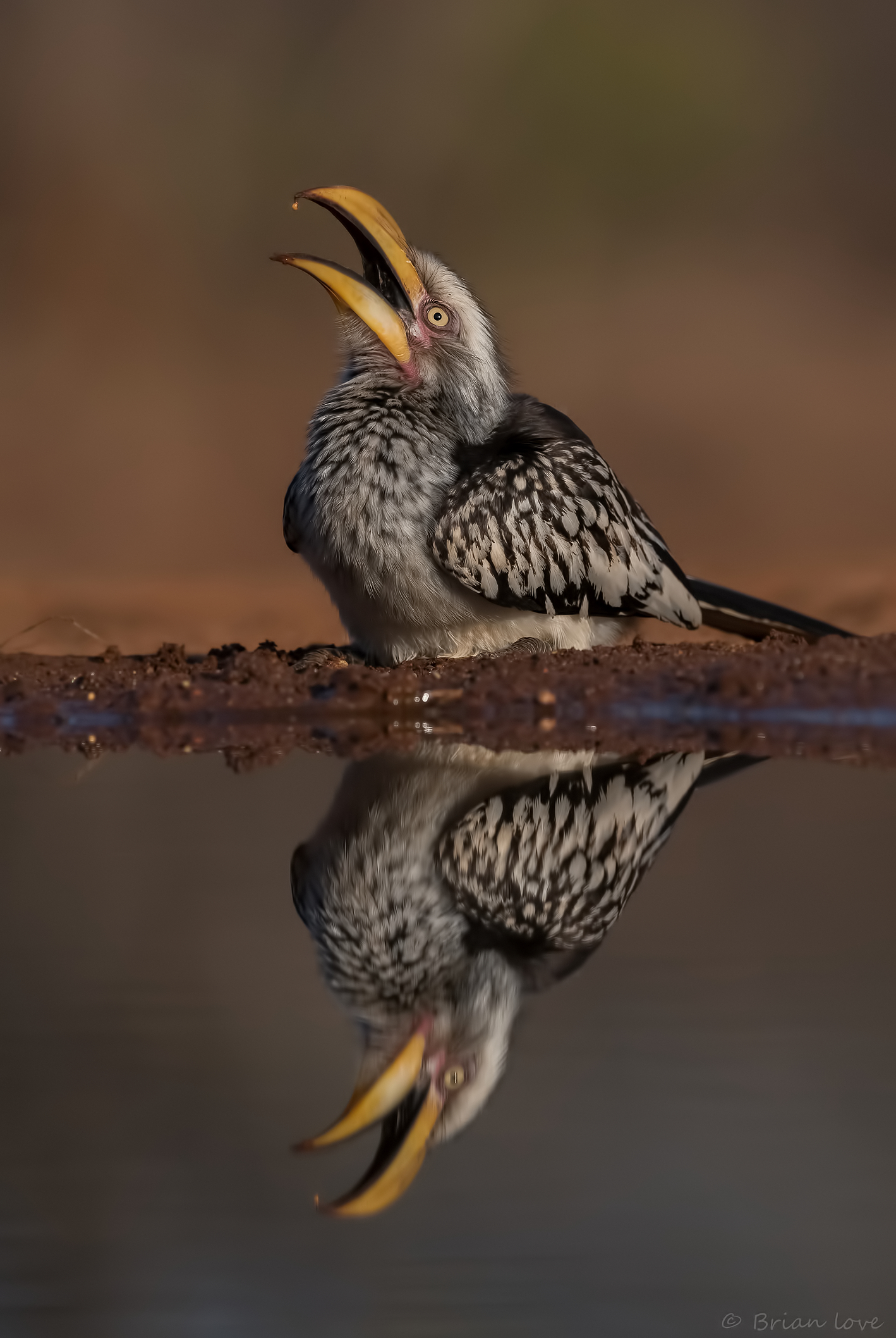 Southern Yellow-billed Hornbill (Tockus leucomelas)