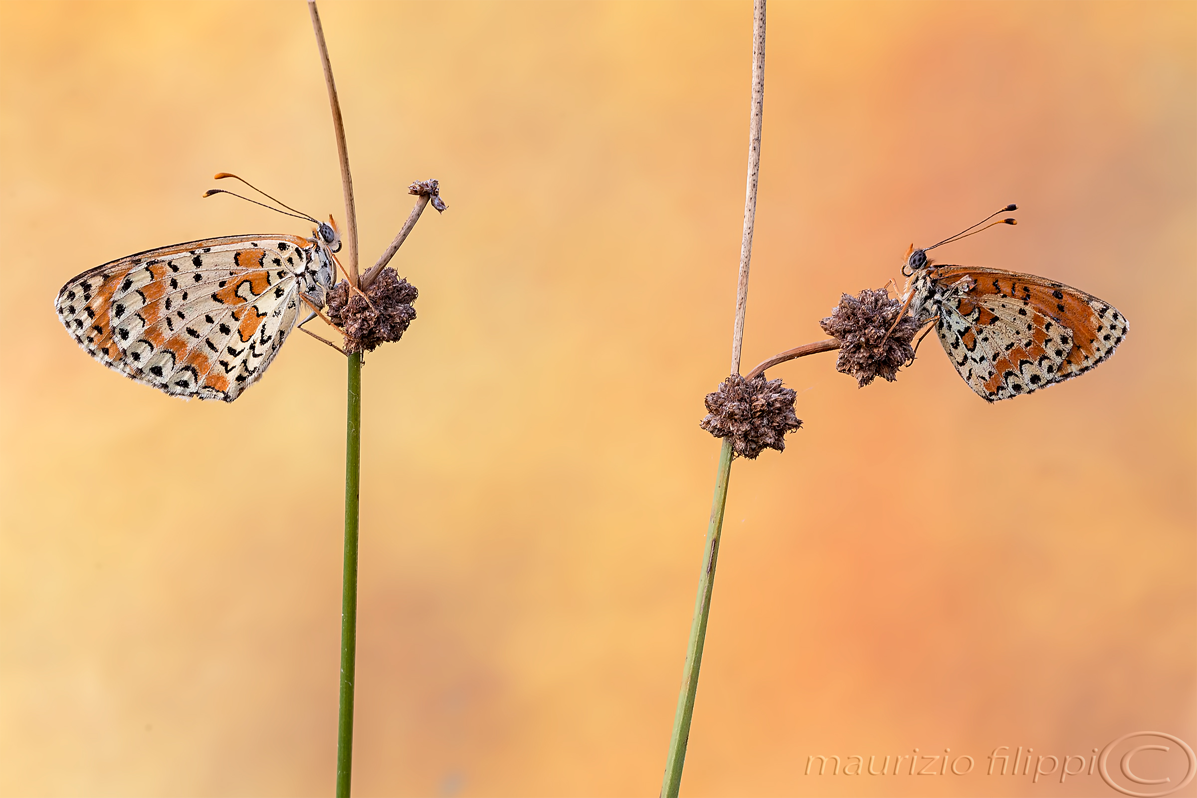 Melitaea cinxia