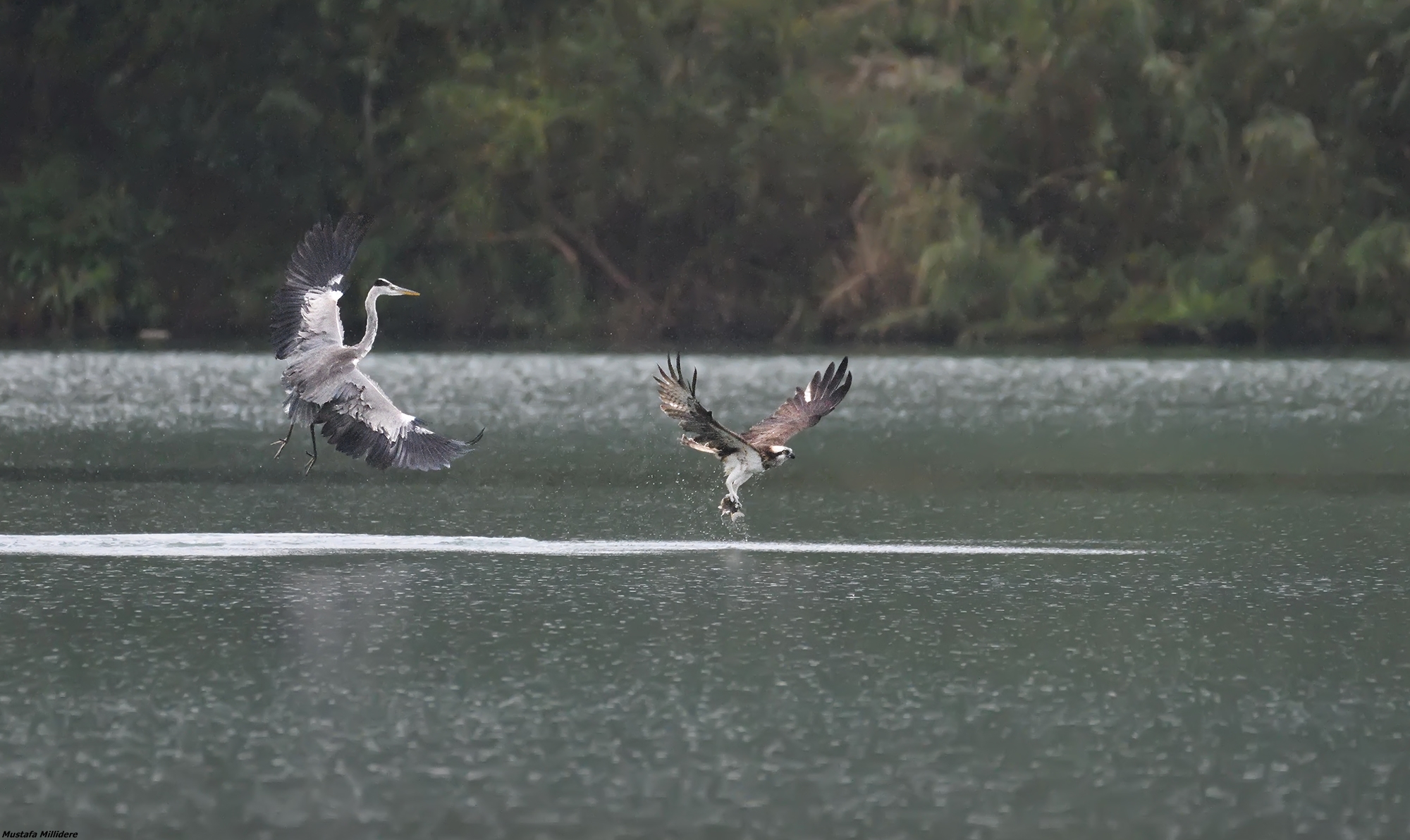 Osprey e Heron 3...