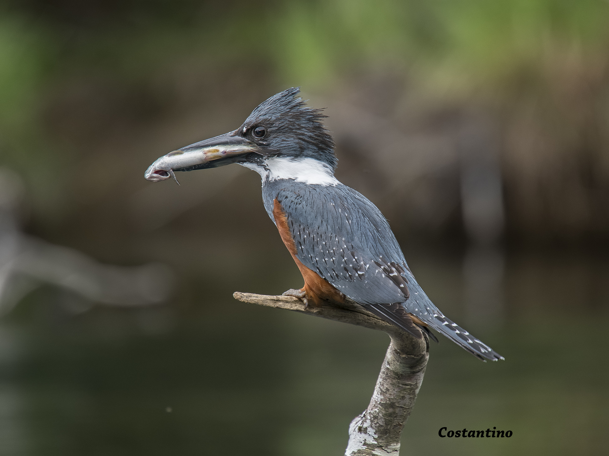 Martín pescador de collar (Megaceryle torquata)