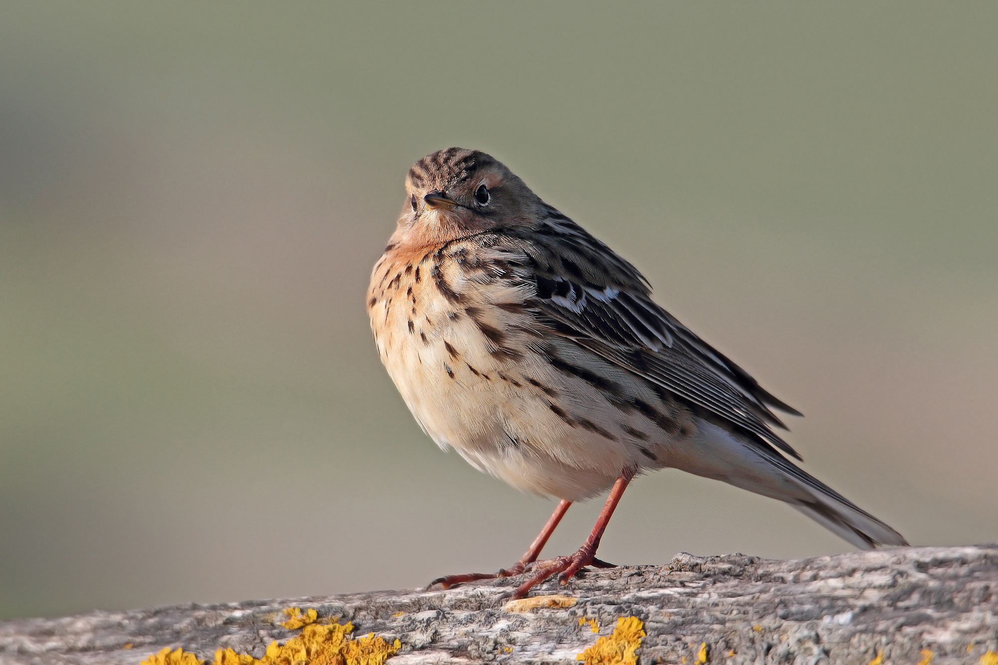 pispola golarossa alle prime luci del giorno