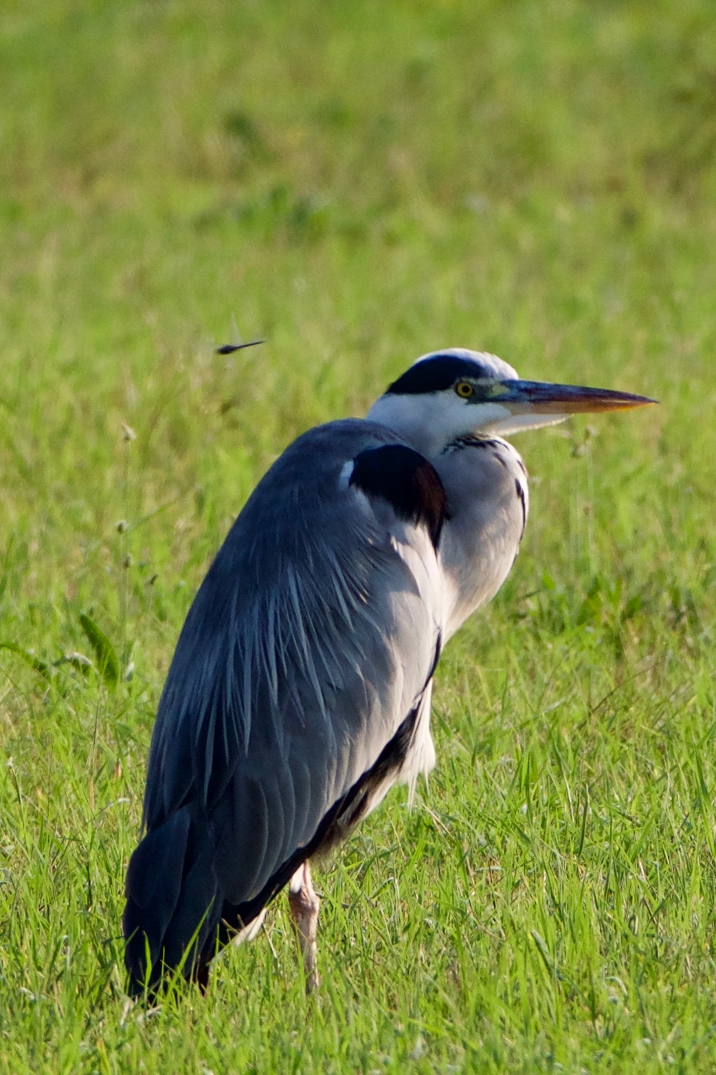 Cinerino 1 with Dragonfly