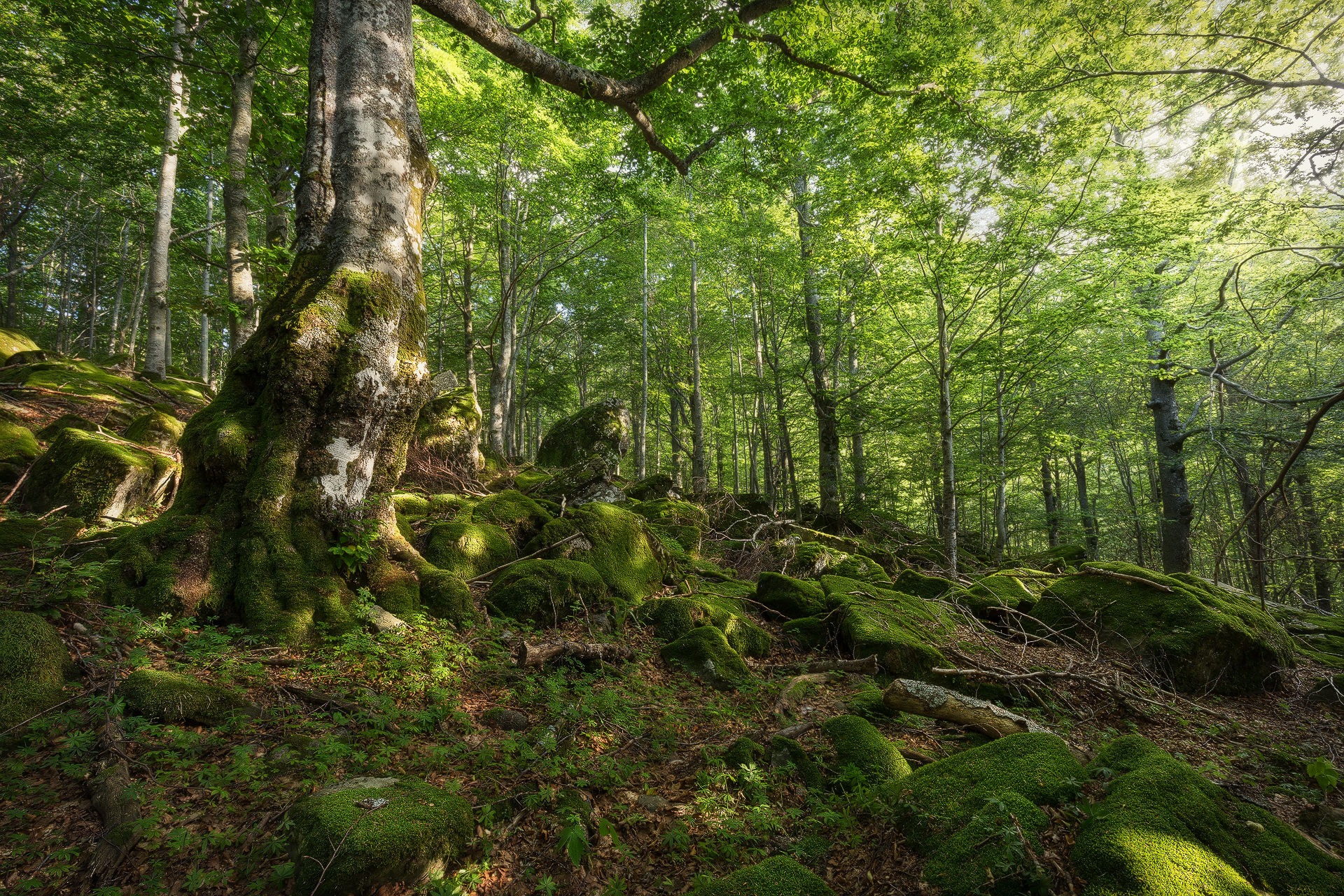 Ancestral Forest