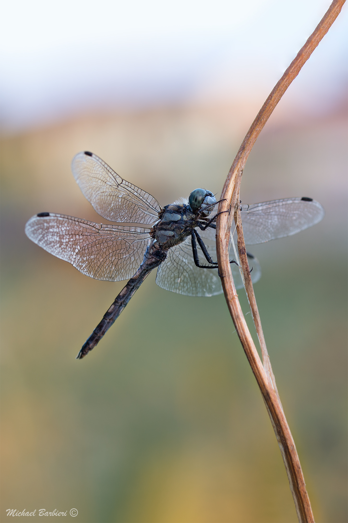 Orthetrum coerulescens