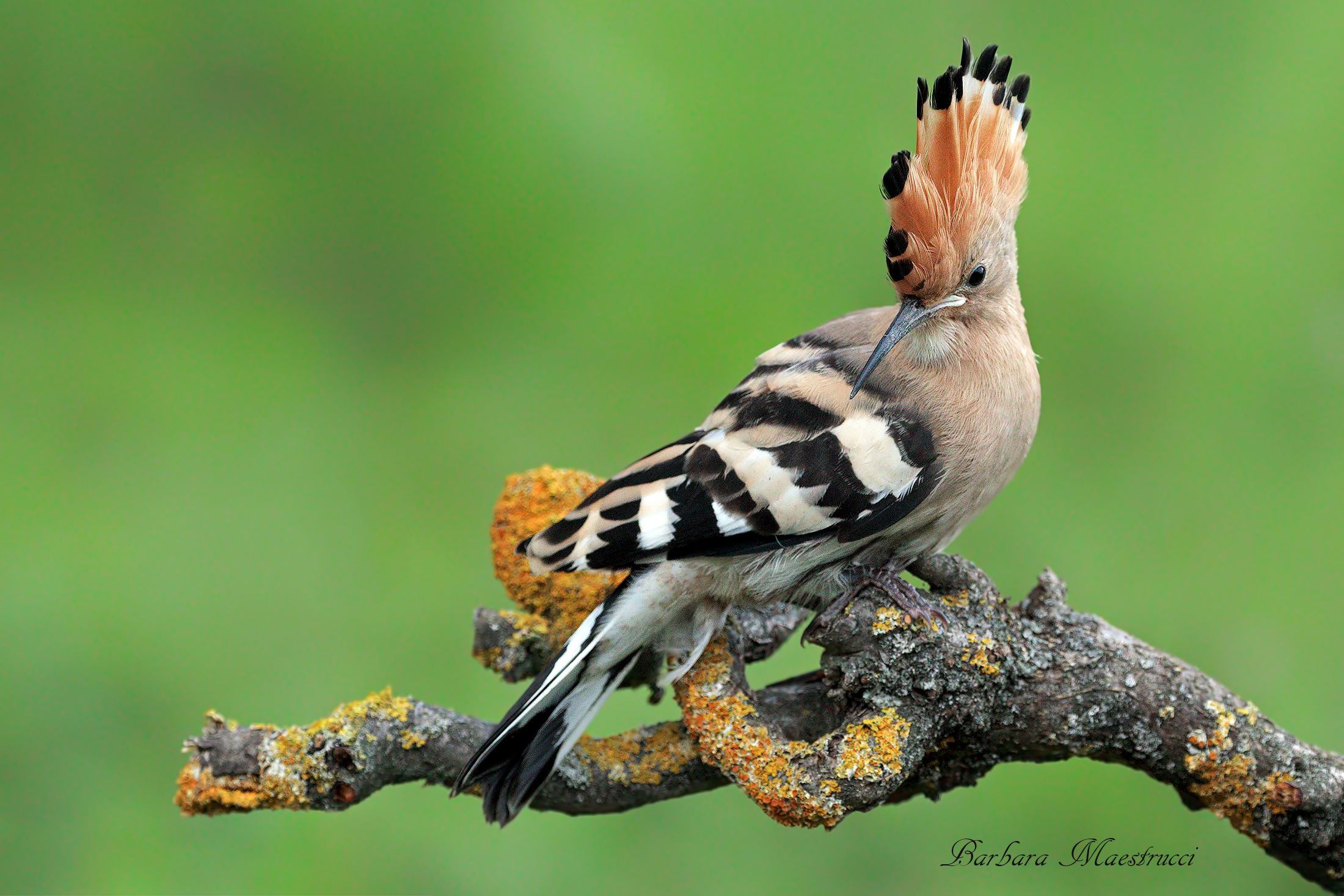 The Little Hoopoe.