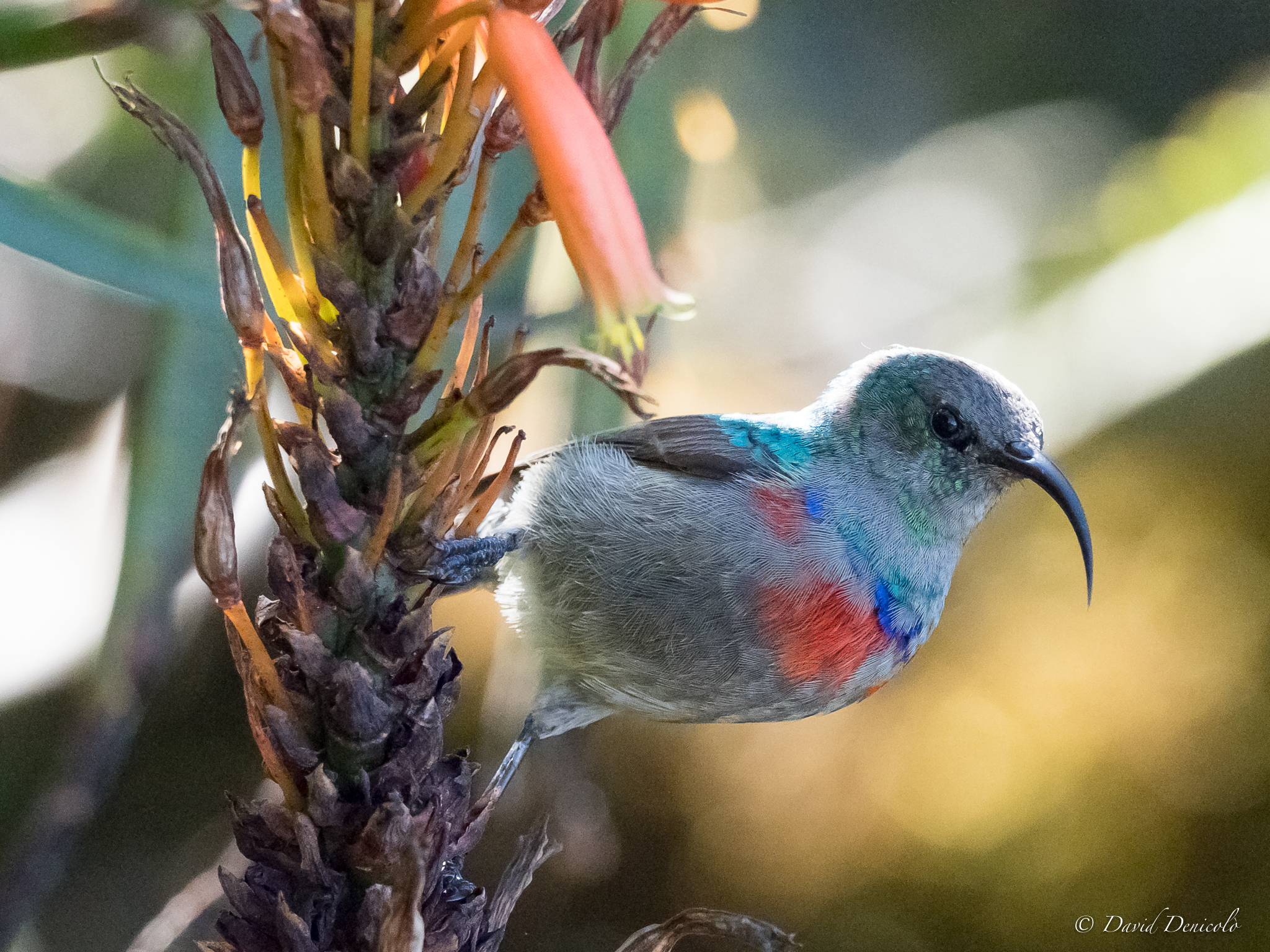 Sunbird