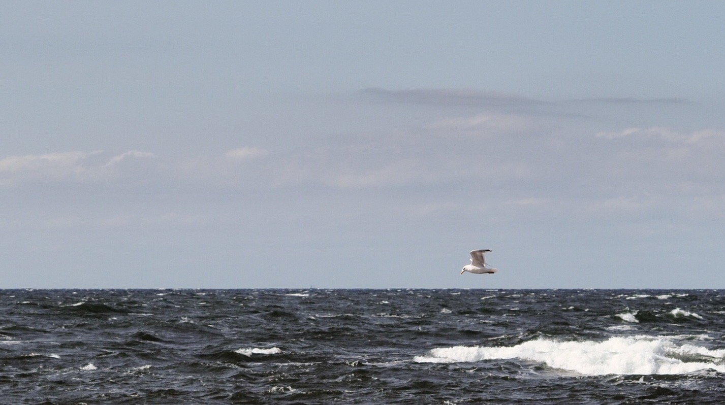 Run Seagull over there