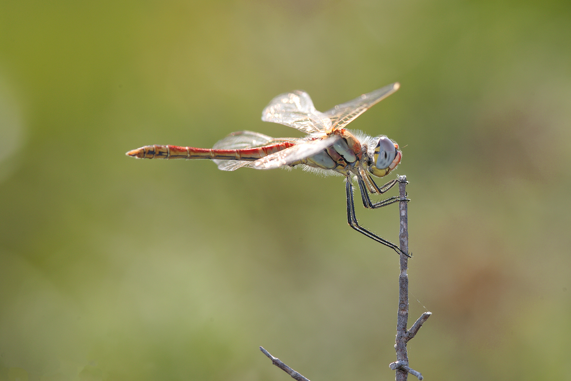 Sympetrum fonscolombii