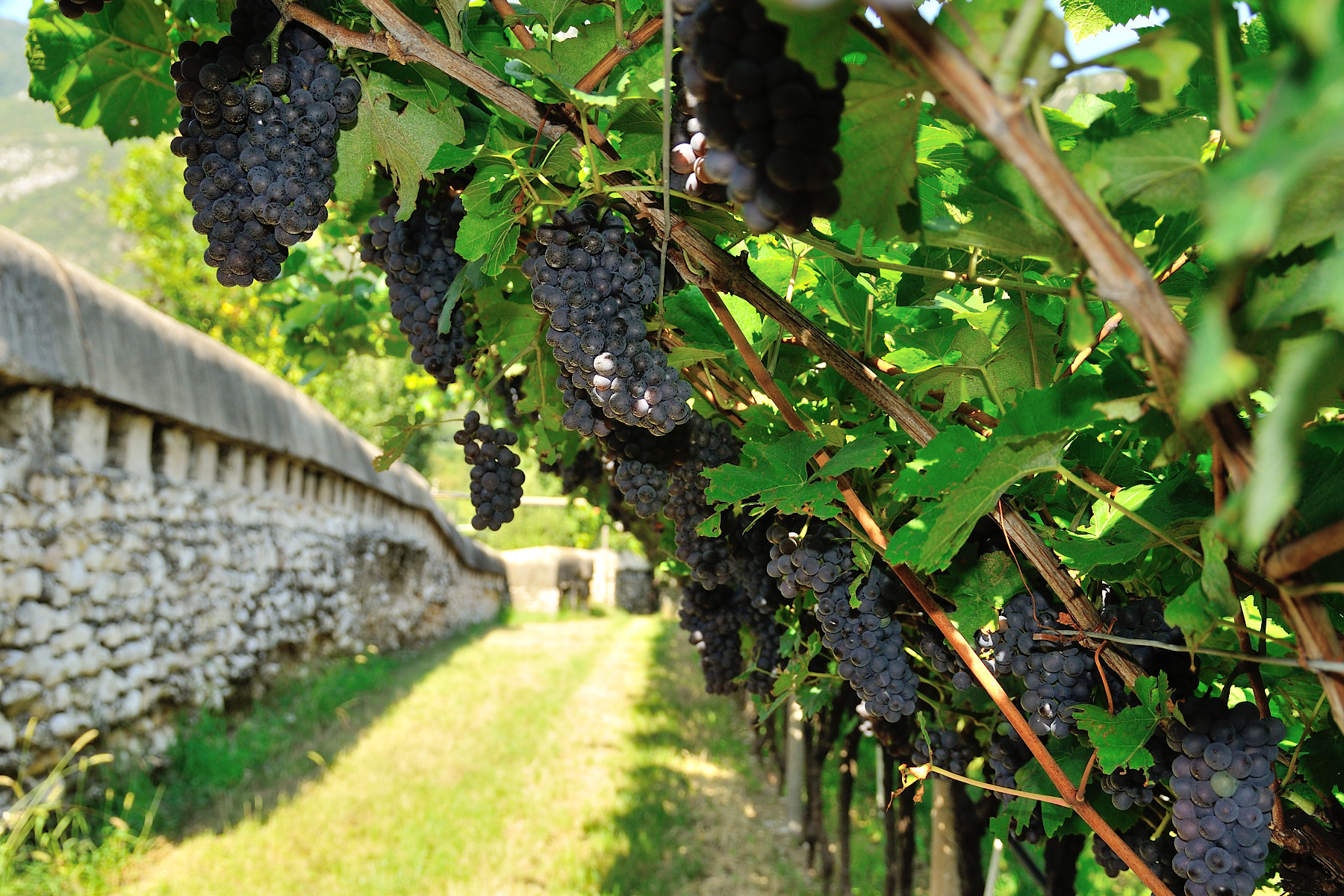 Tempo di vendemmia-1