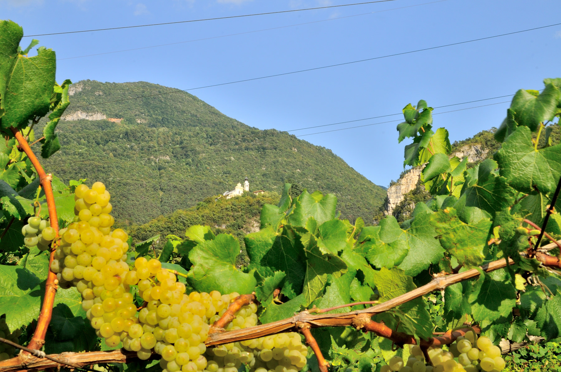Tempo di vendemmia-2