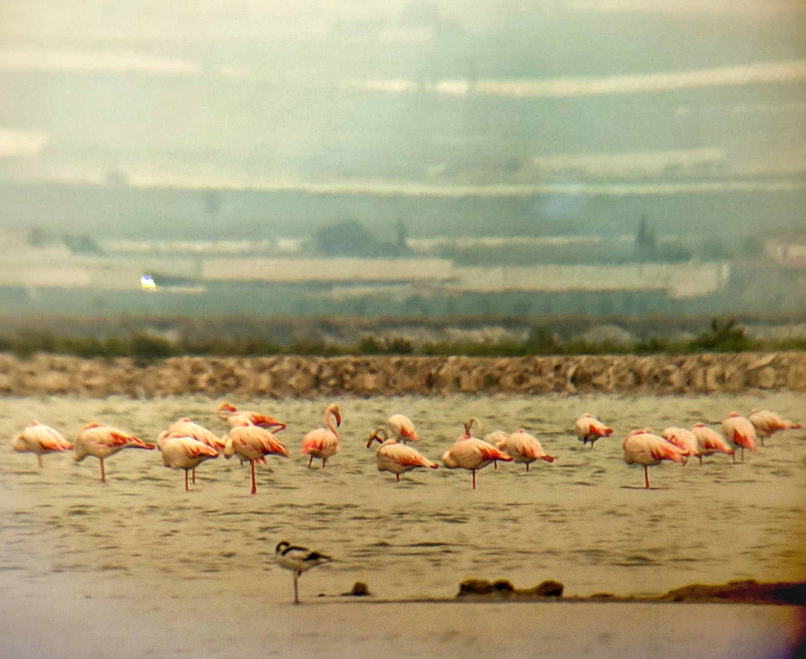 Flamingos and a Avocette