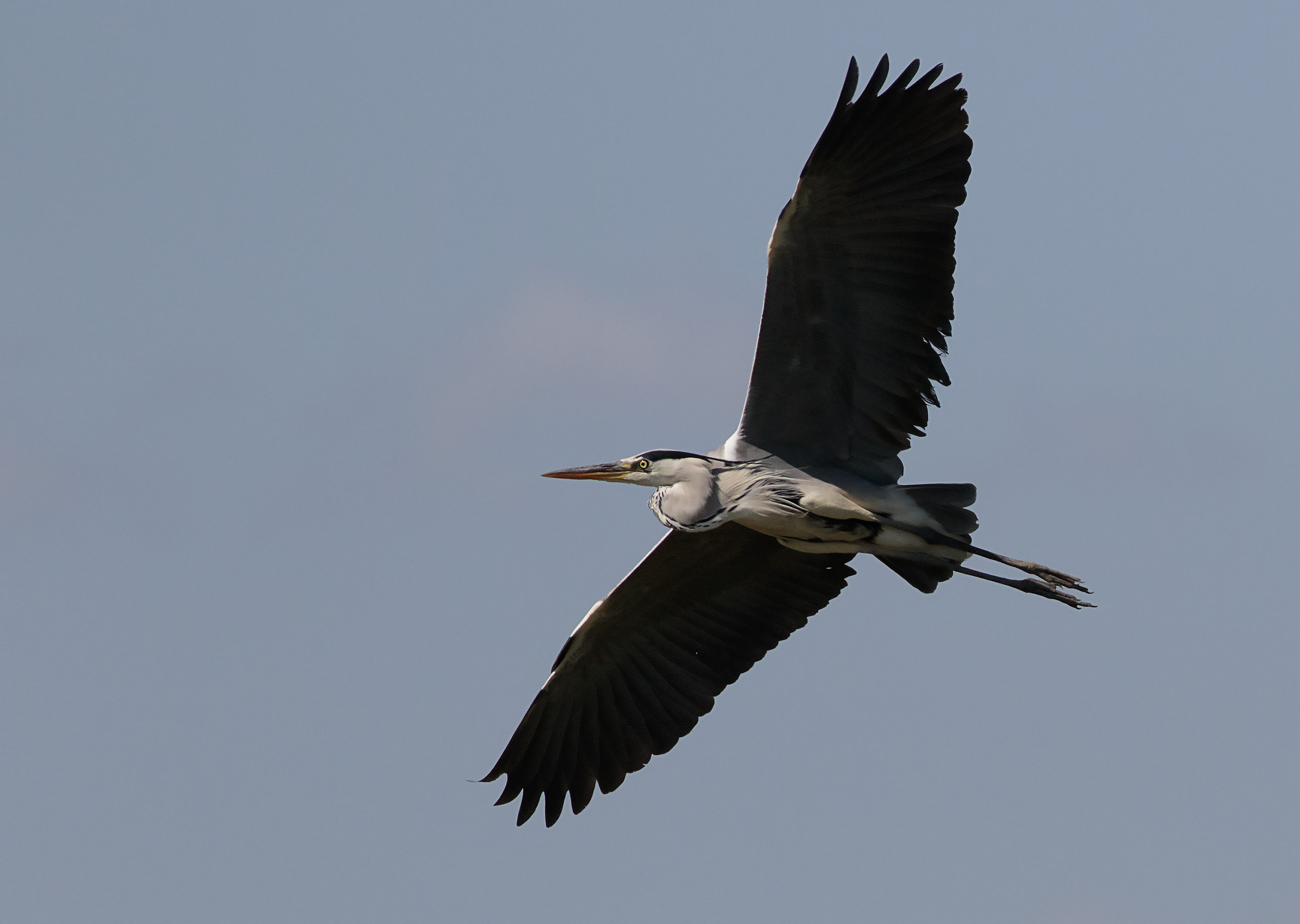 Flying Heron