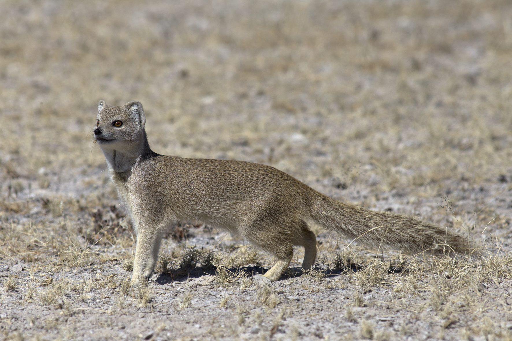 Mongoose