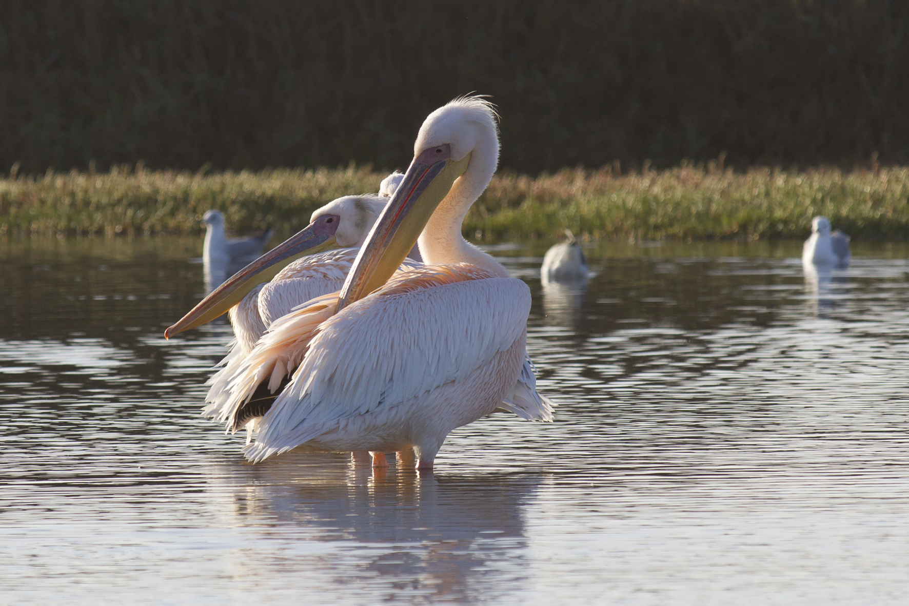 Pelican