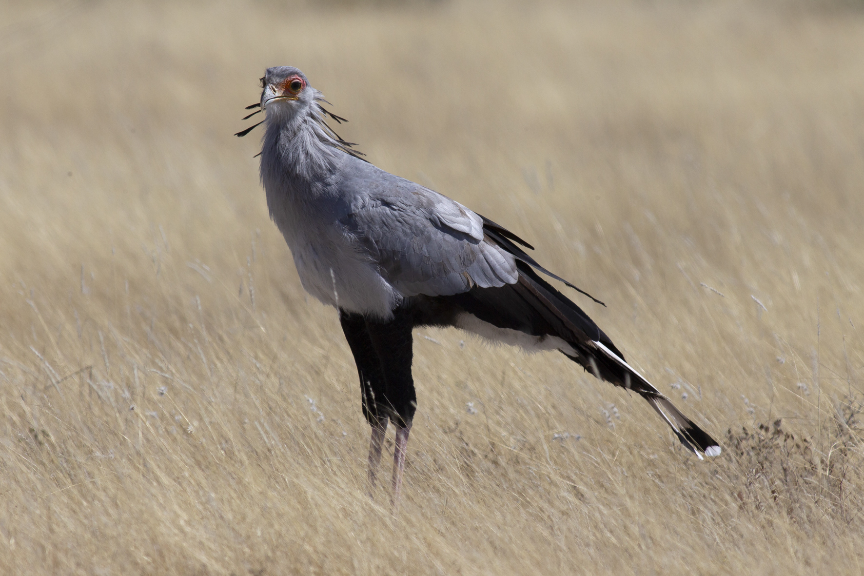 Secretarybird