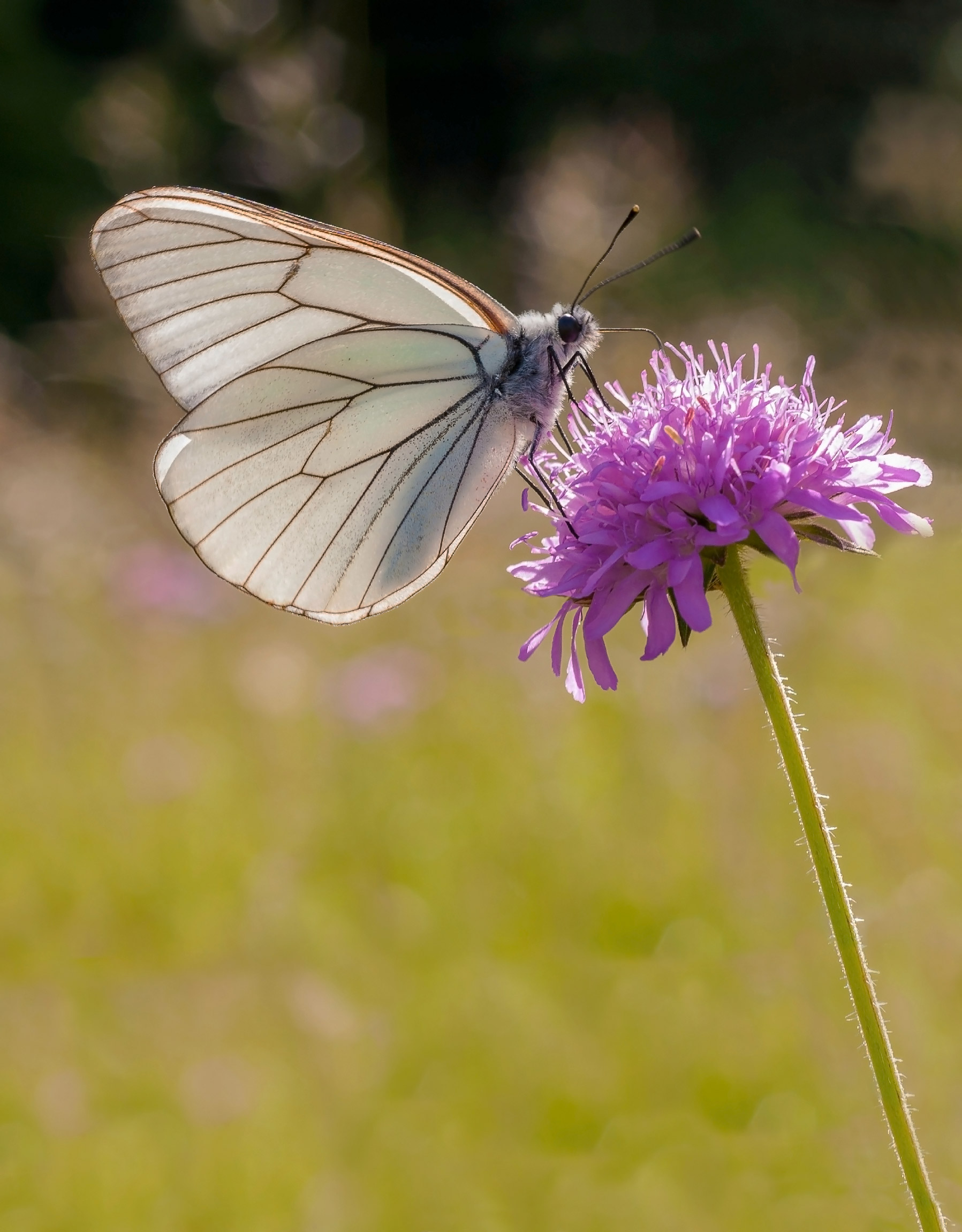 Pieride del biancospino (Aporia crataegi)