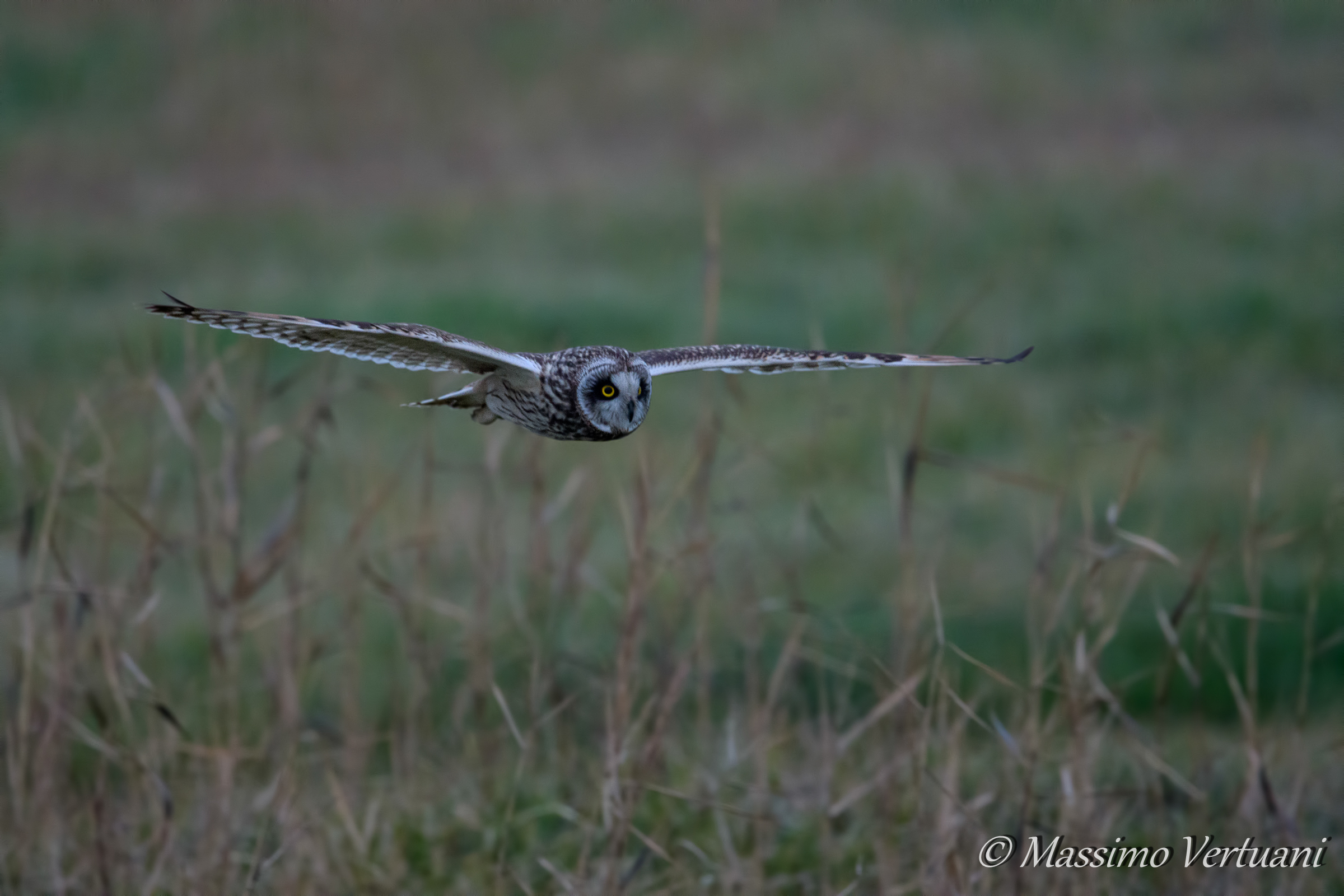 Gufo di Palude in caccia