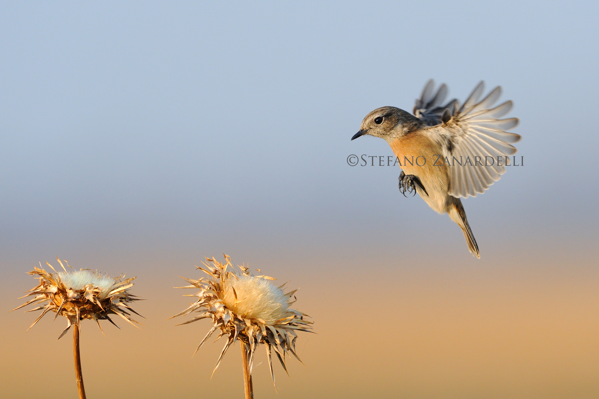 Stonechat Female in flight