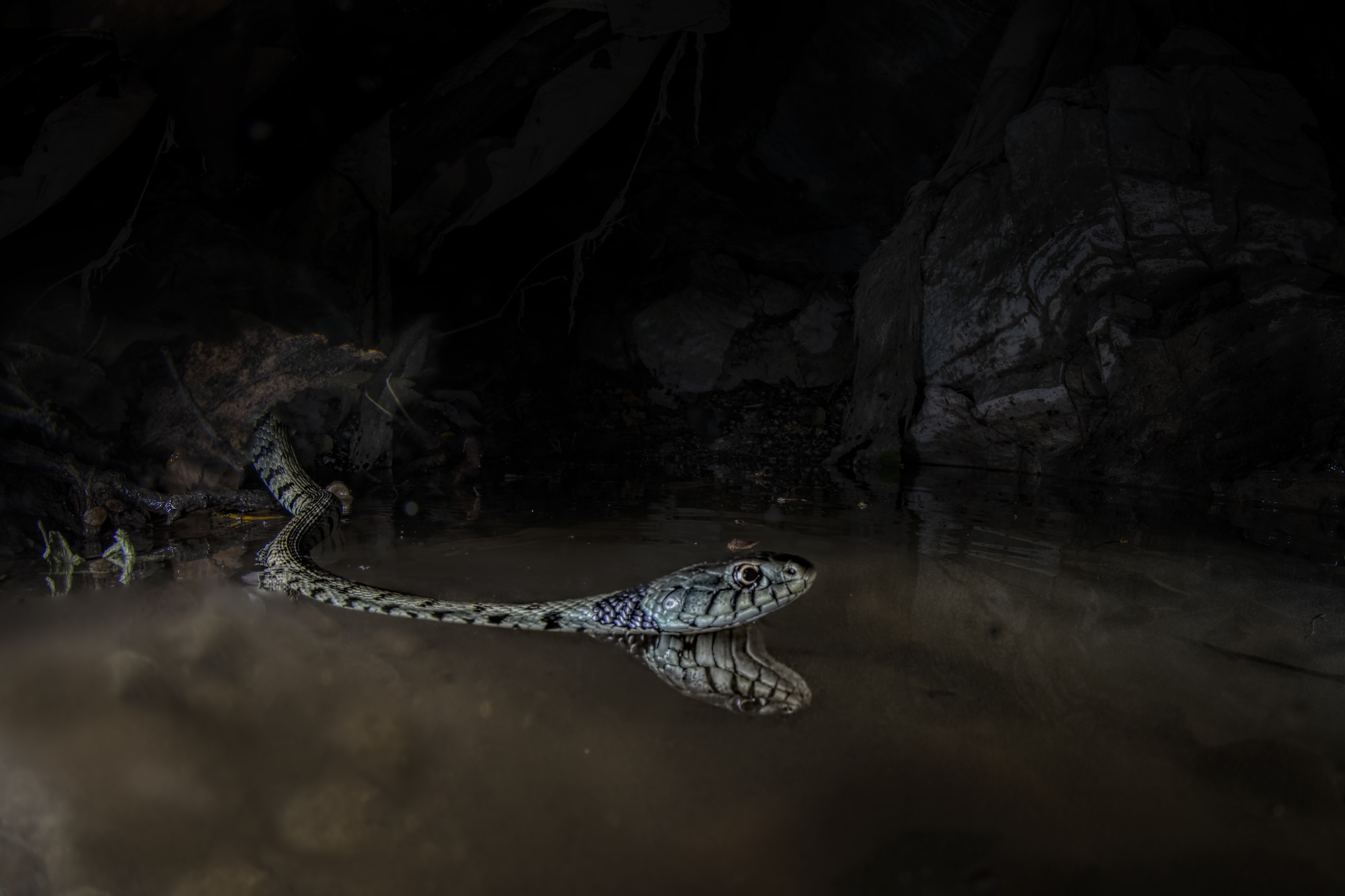 Natrice dal collare (Natrix helvetica lanzai).