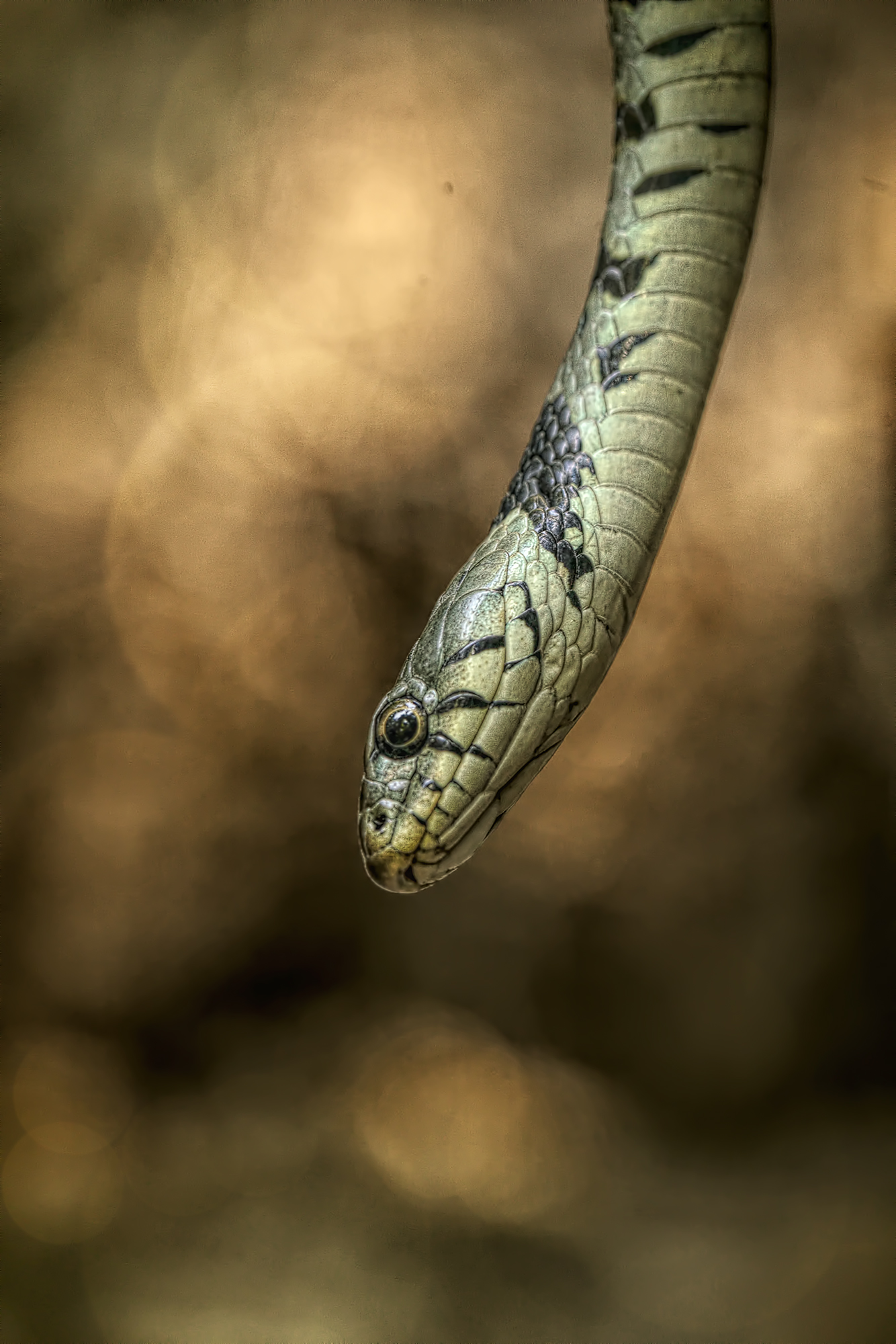 Natrice dal collare (Natrix helvetica lanzai).