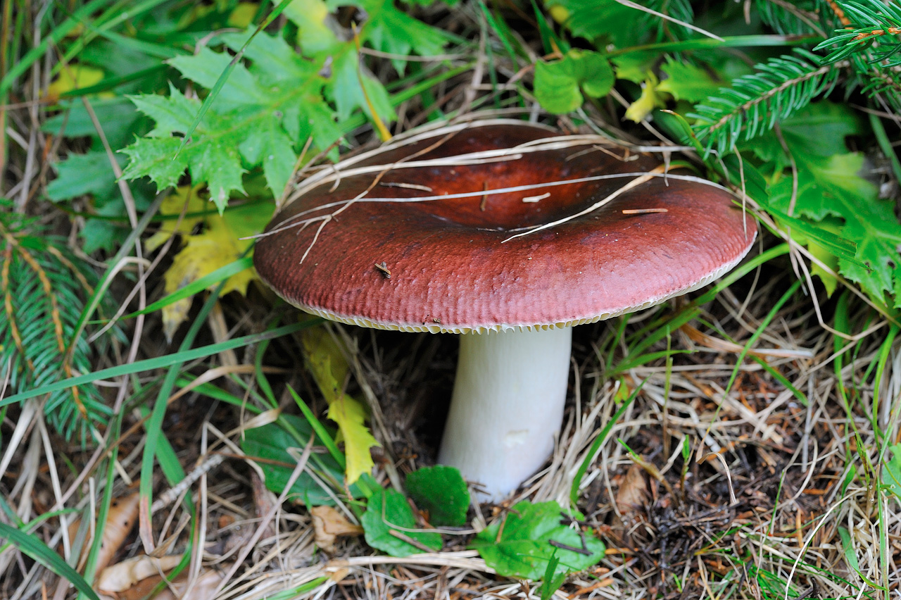 Russula vinosa