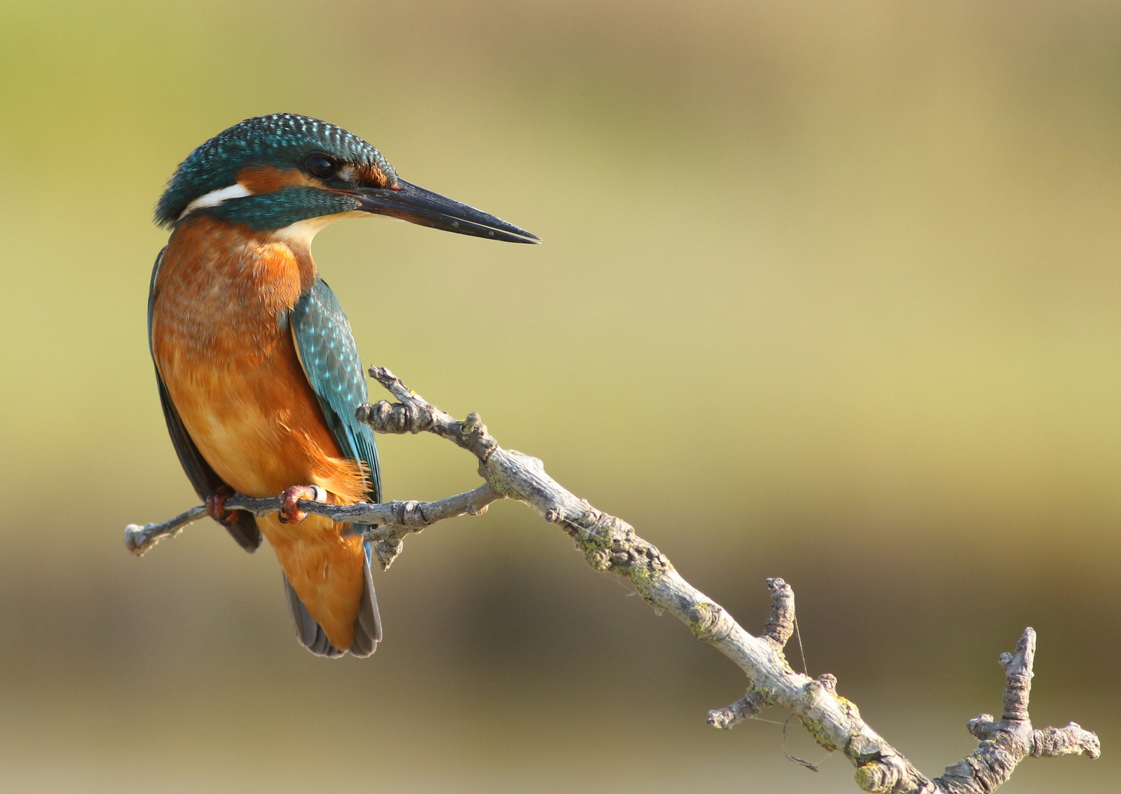 Martin pescatore agosto 2018