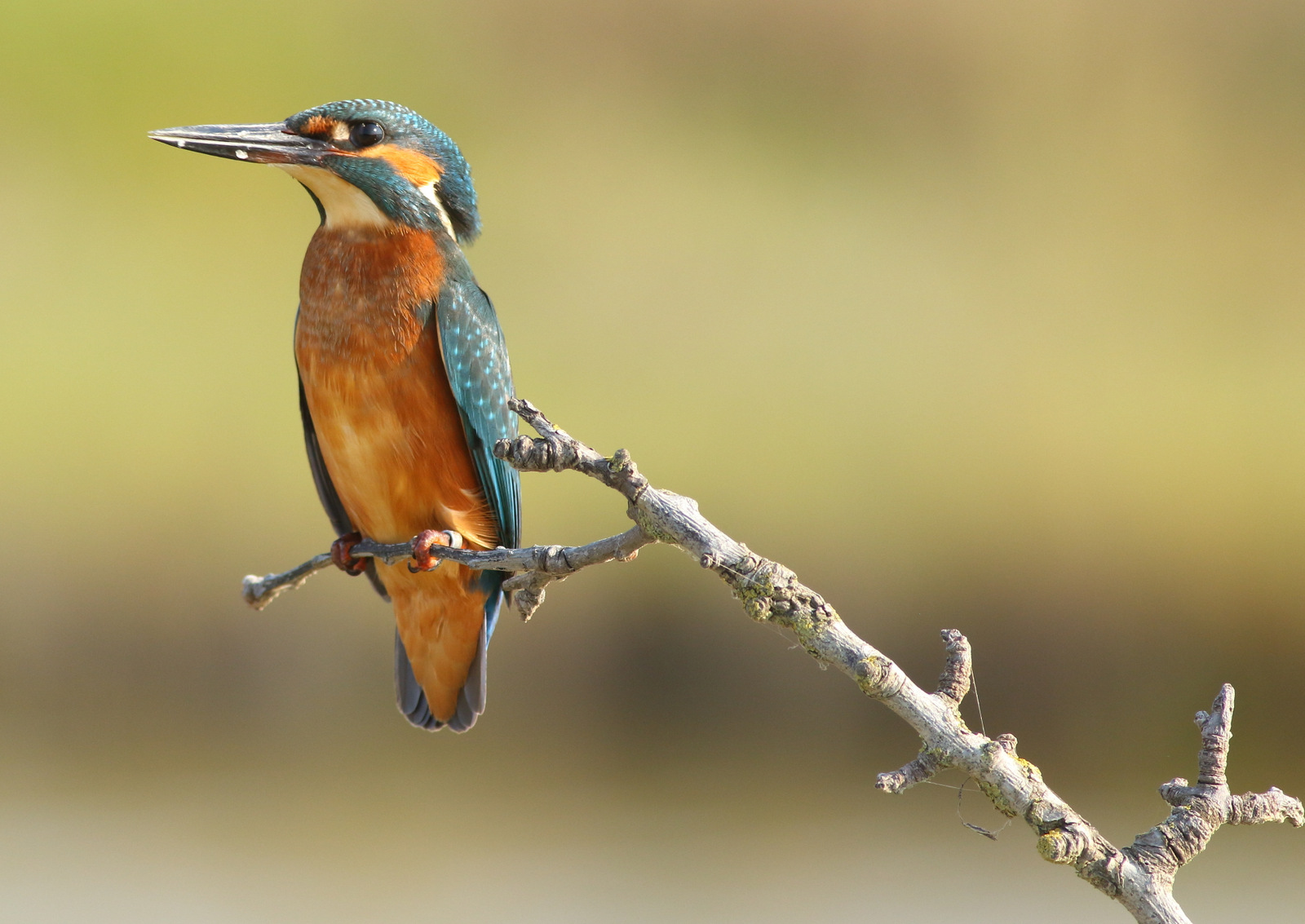 Martin pescatore 2 agosto 2018