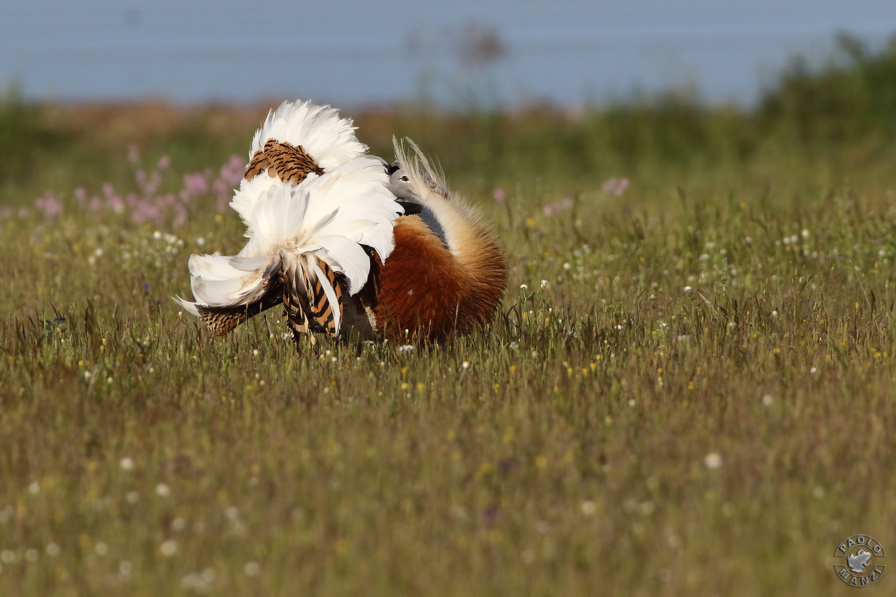Bustard on Parade