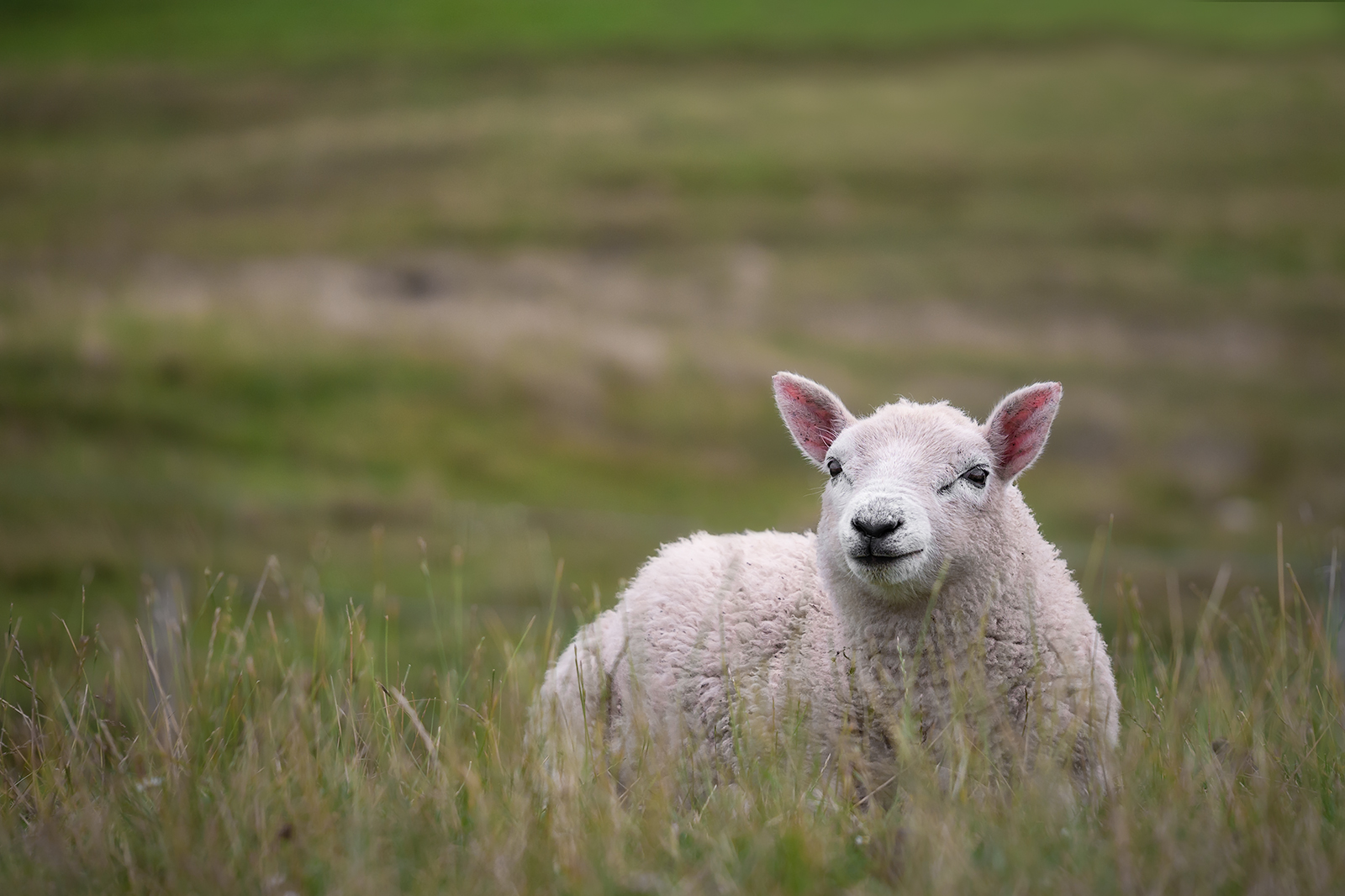 The Queen of Scotland