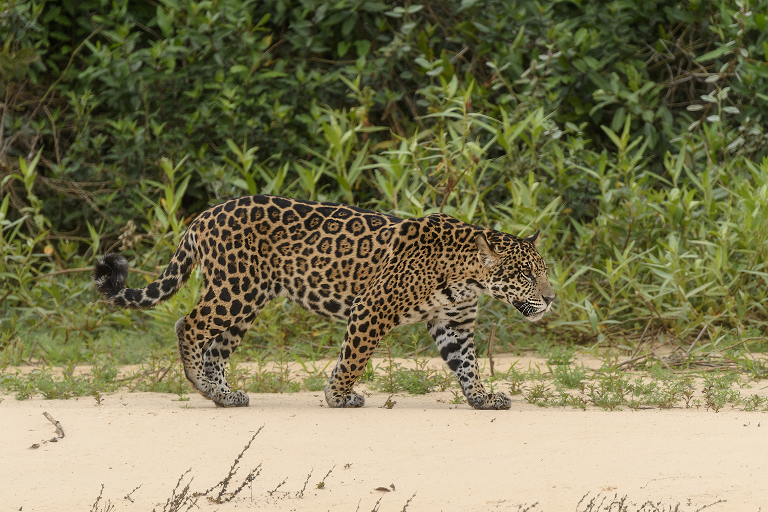 Elegance, strength and grace