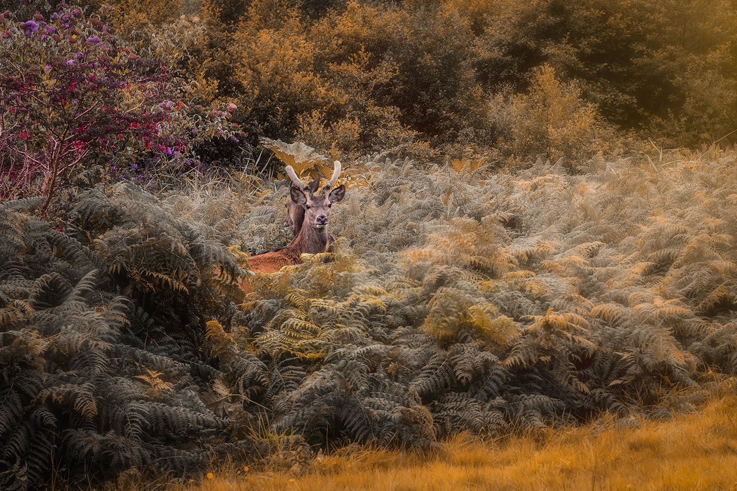 Cervo Rosso - Isola di Mull