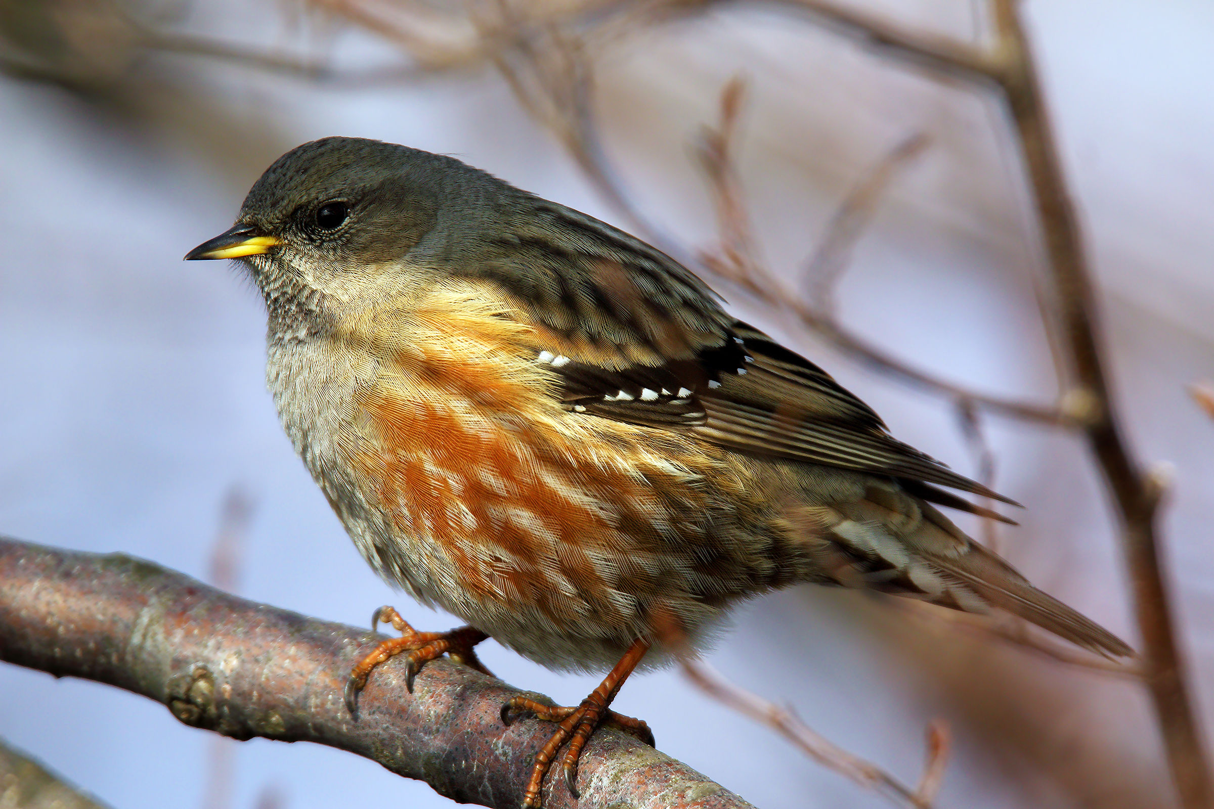 Alpine Accentor