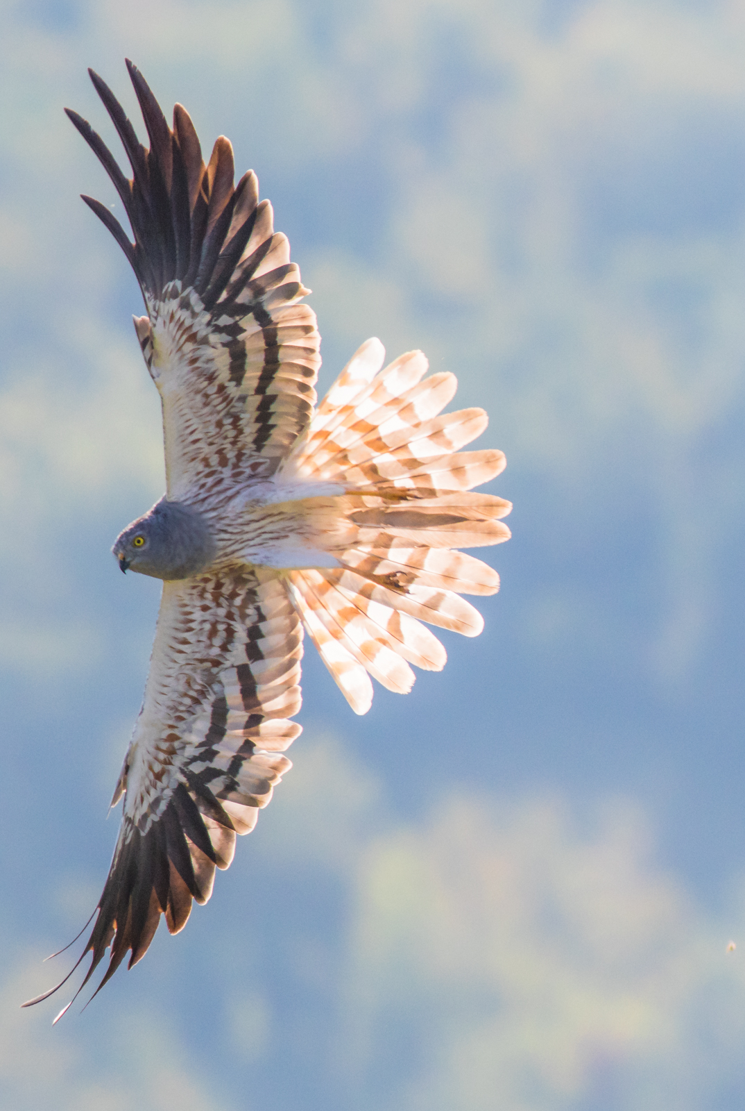 Lesser male Albanella.