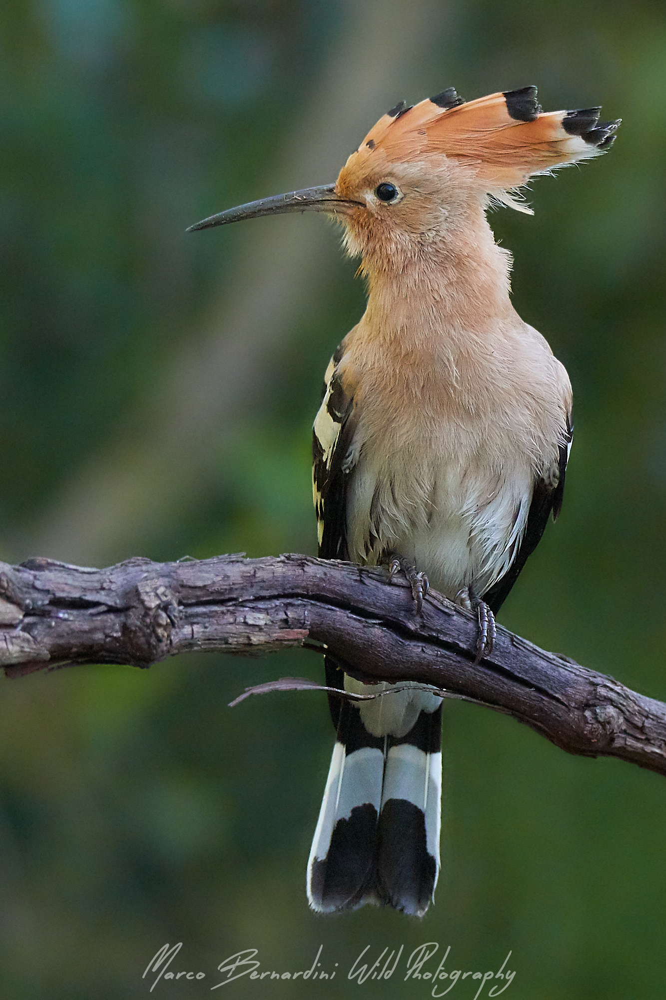 Hoopoe
