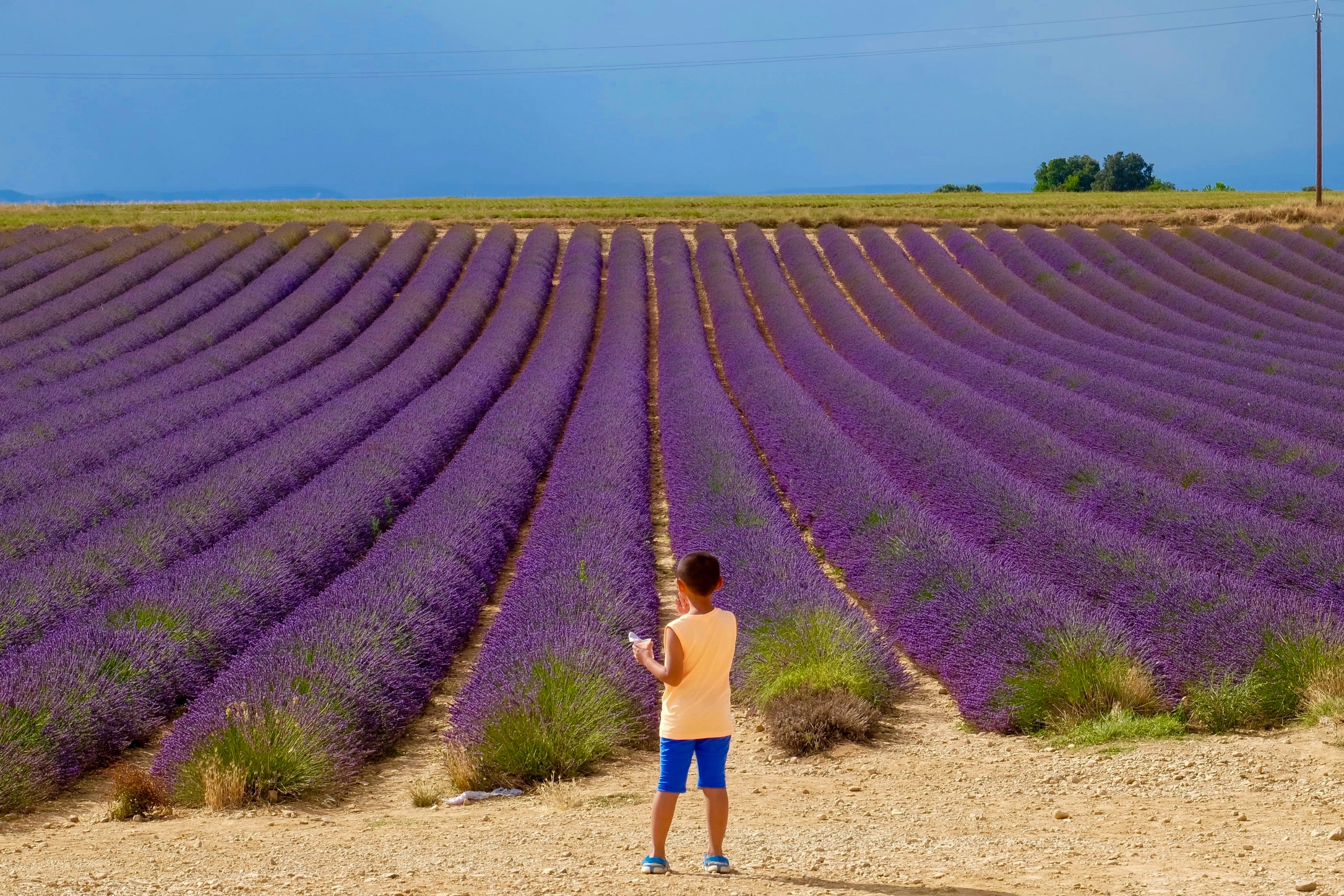 Lavanda