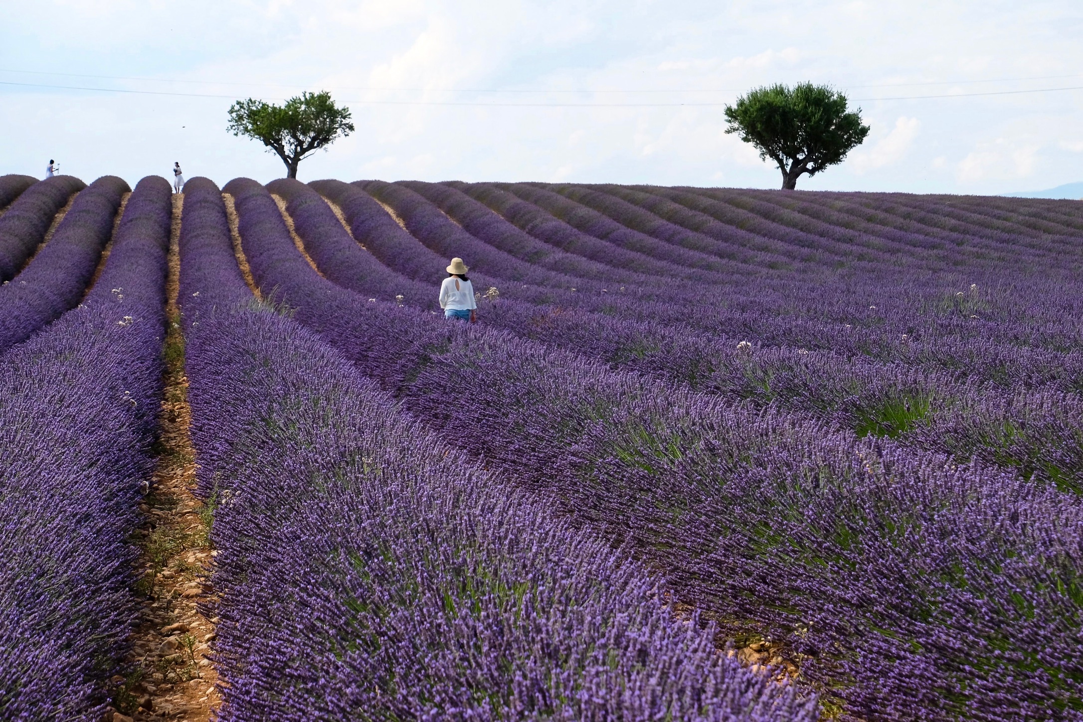 Lavanda2