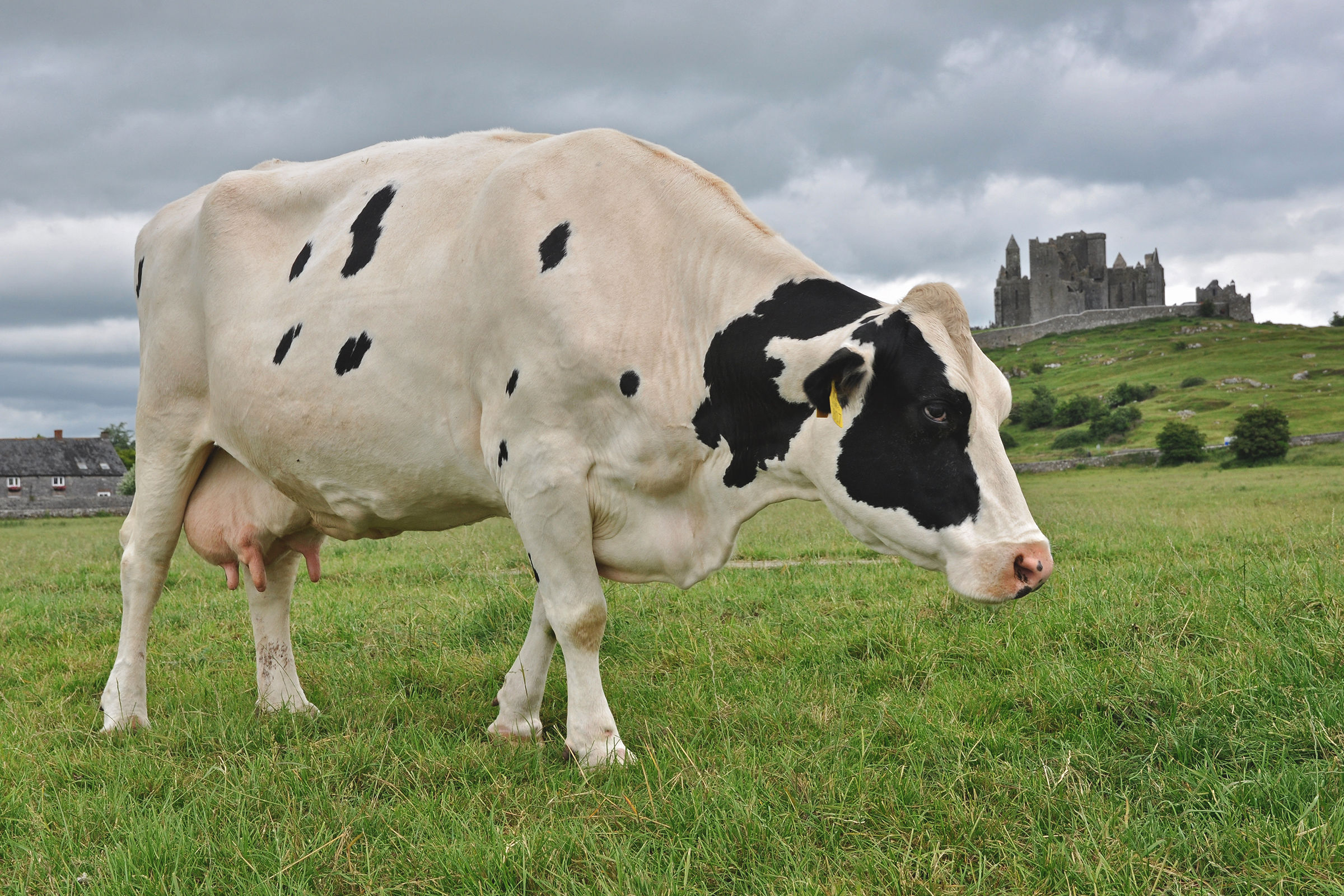 Rock of Cashel