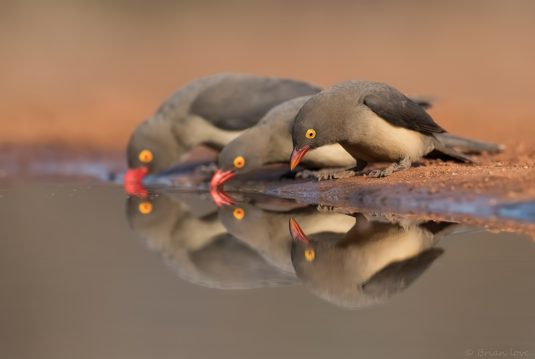 Red-billed oxpecker (Buphagus erythrorhynchus)