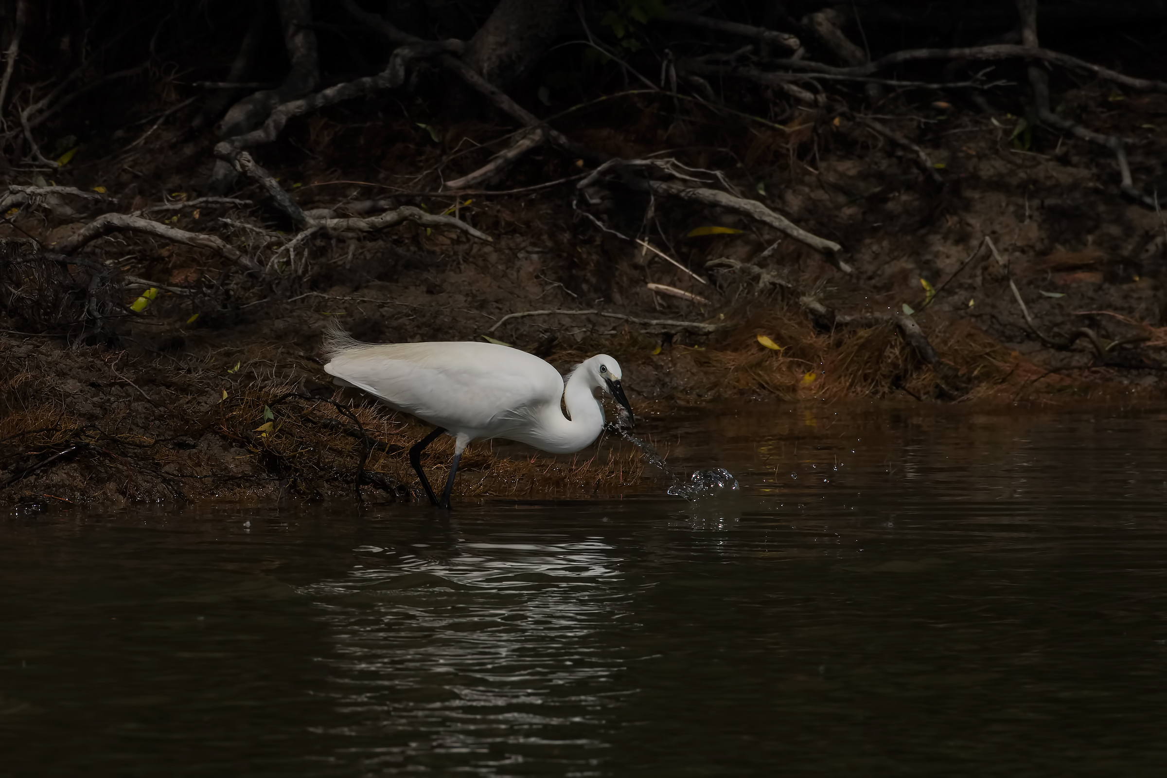 Egret