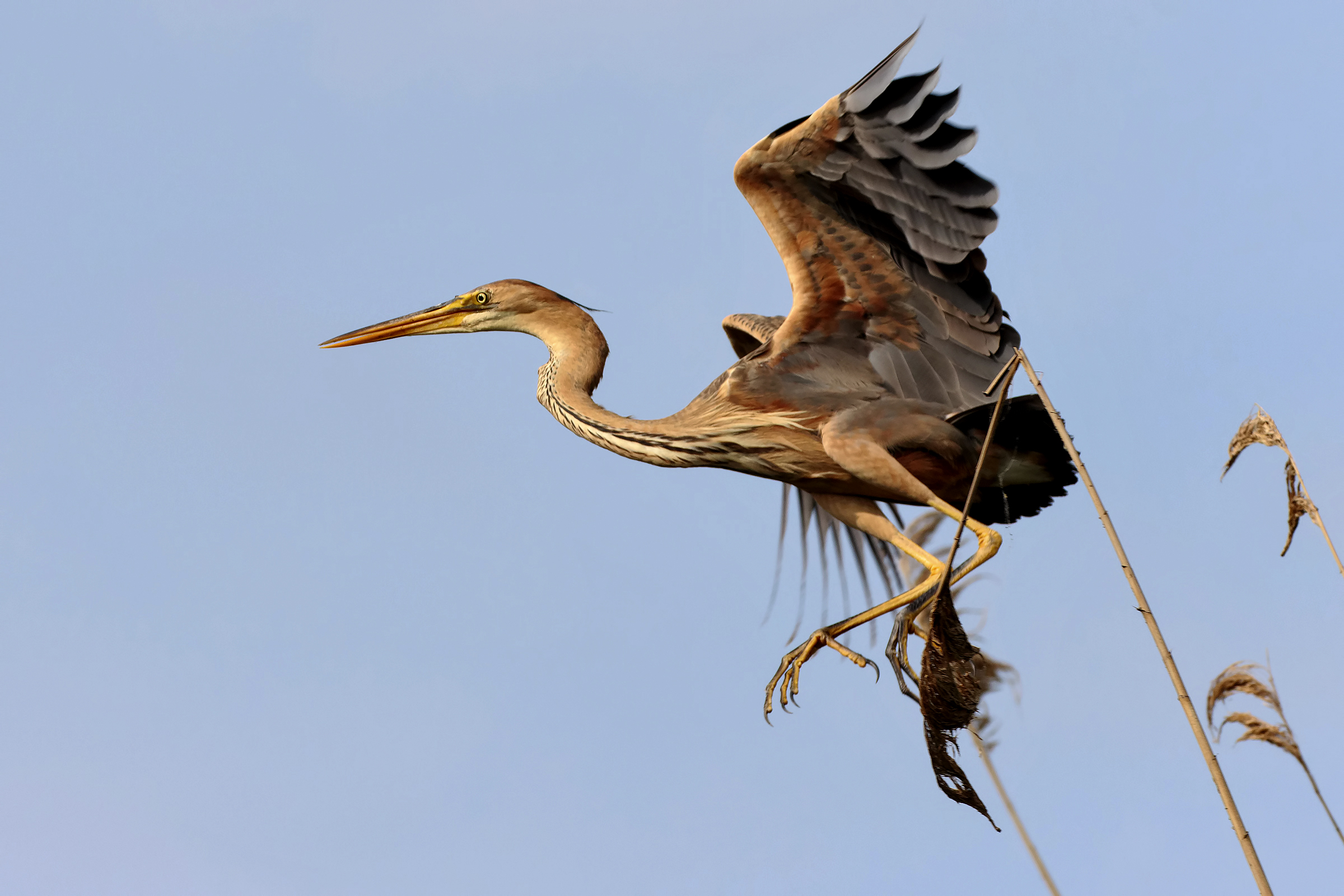 Red Heron