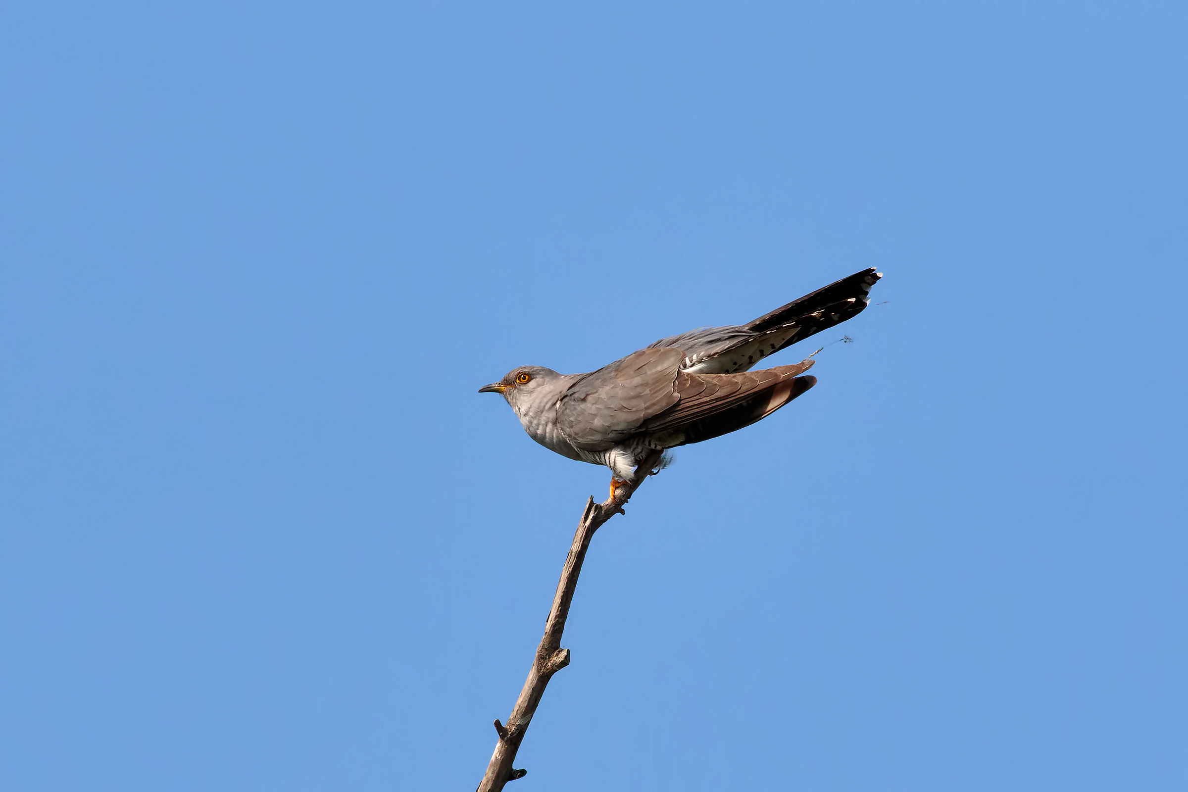Cuckoo