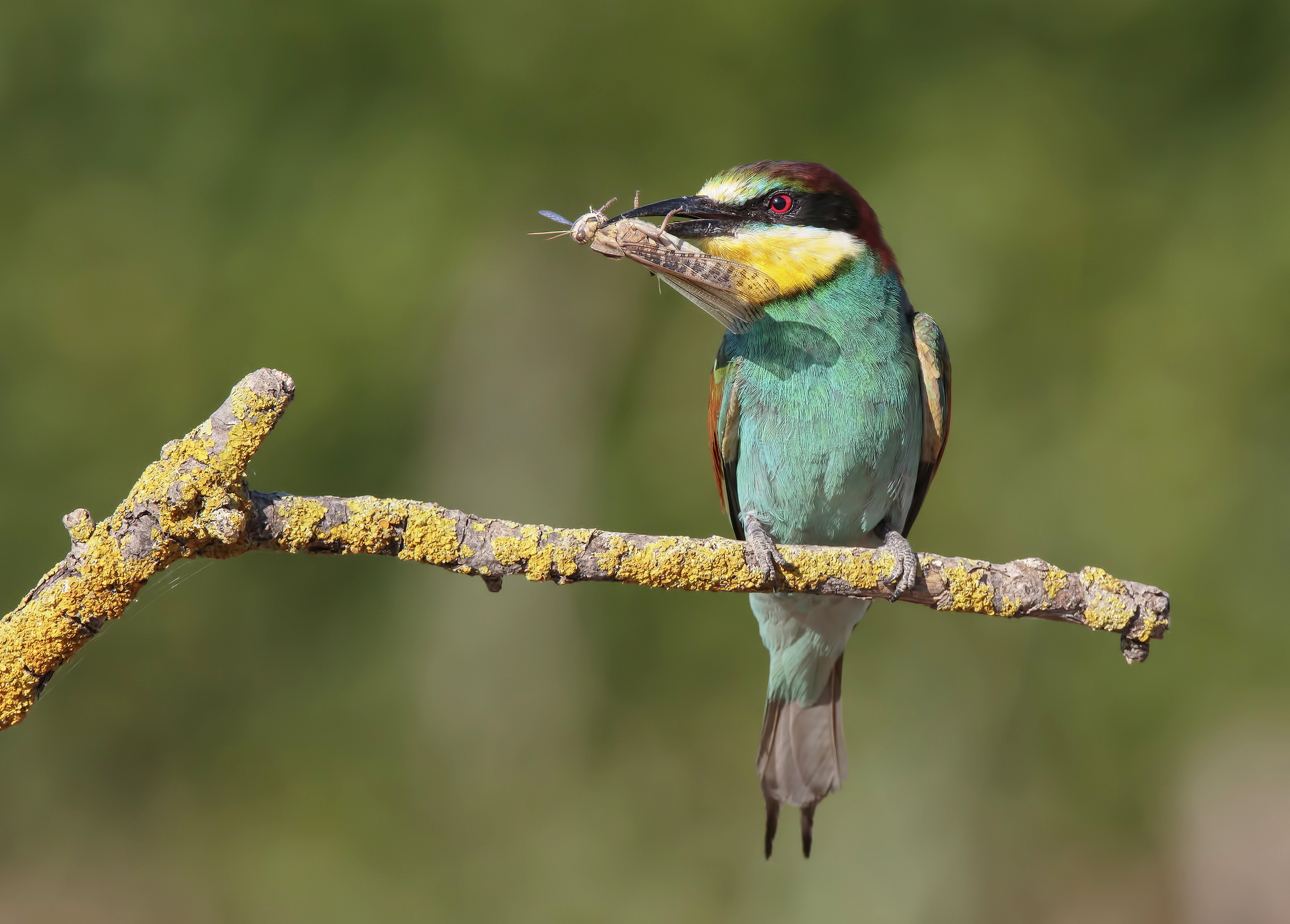 Il gruccione e la sua preda