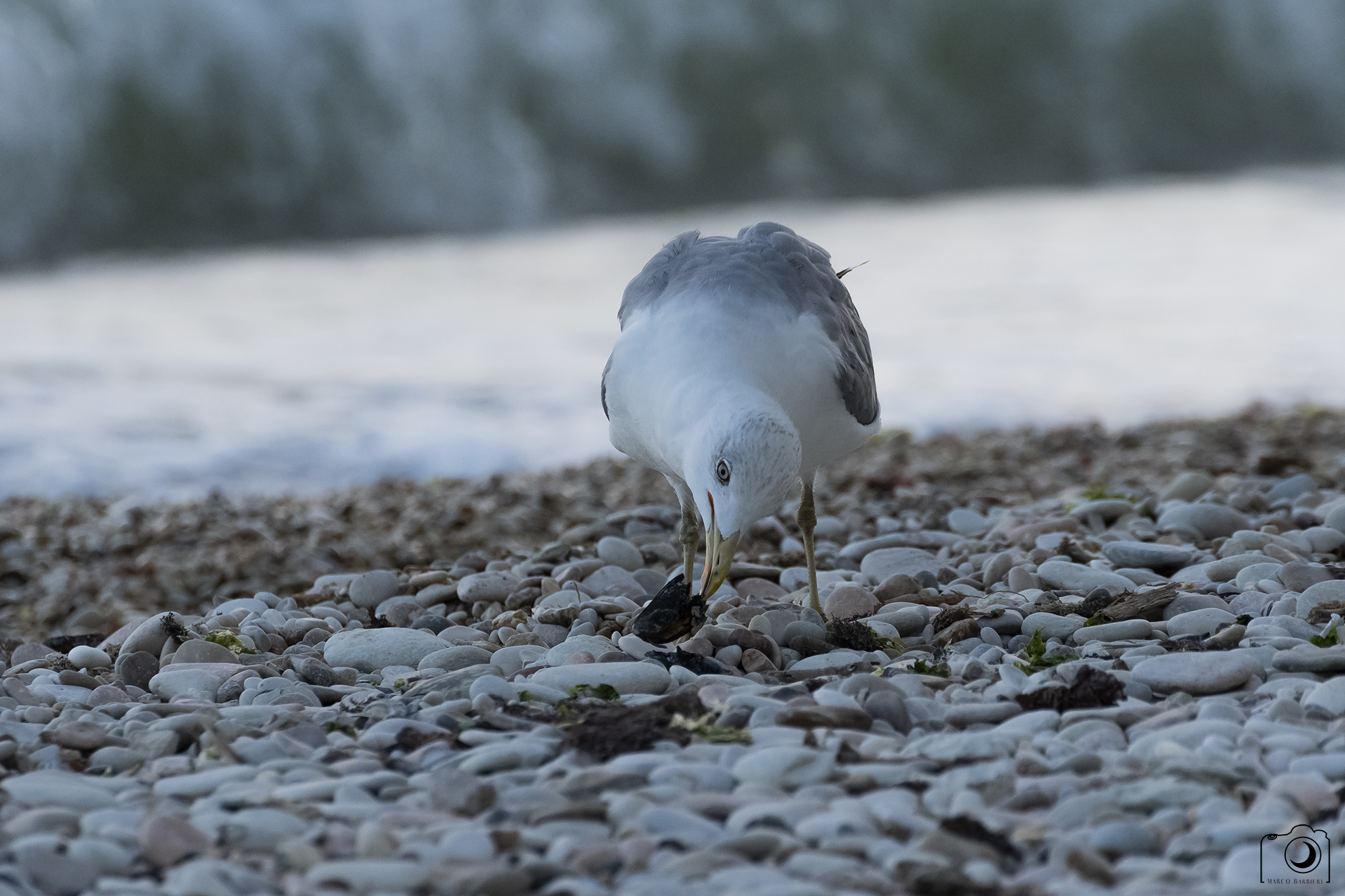 seagull with meal