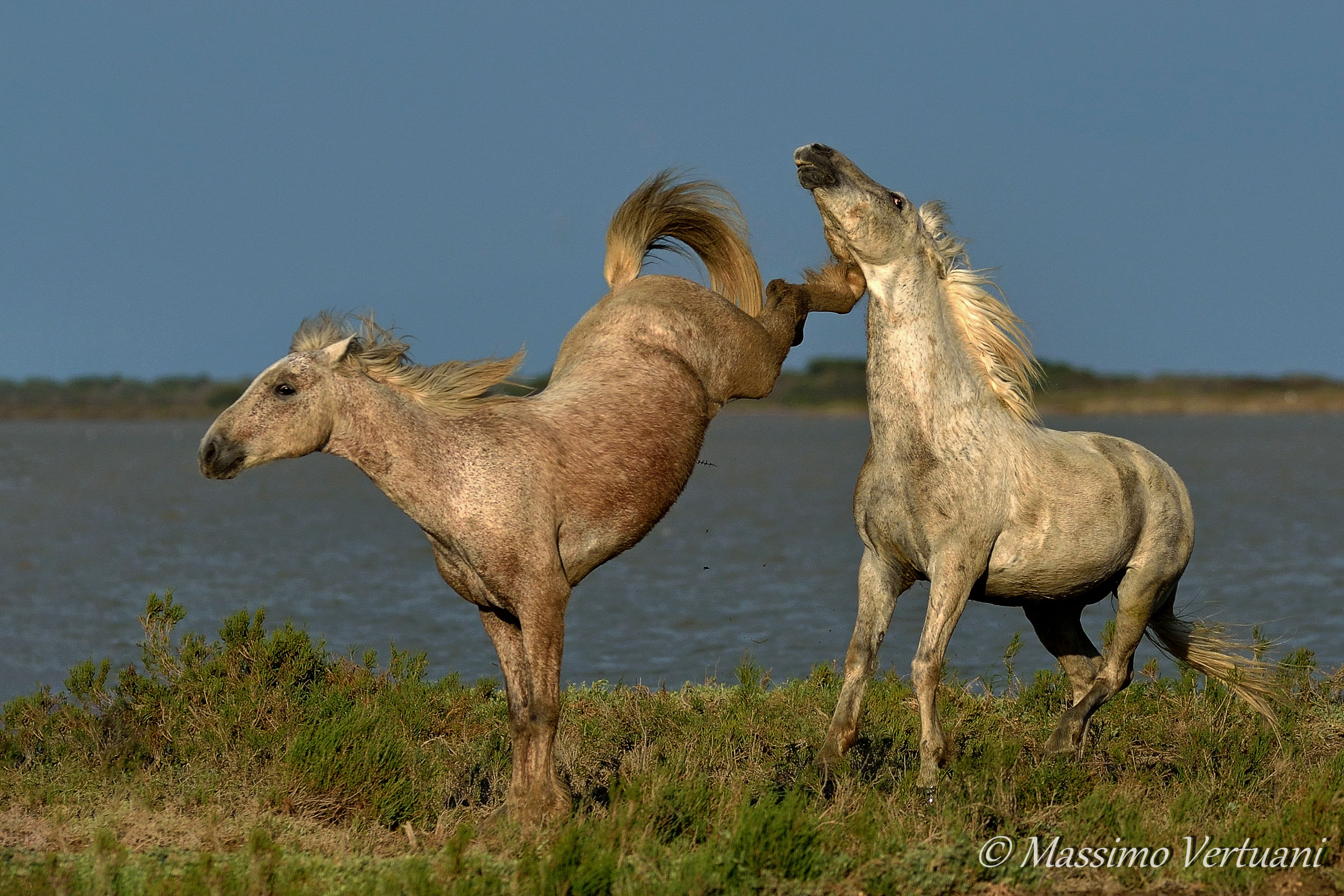 Che Dolore!!!!!!  "Cavalli della Camargue "