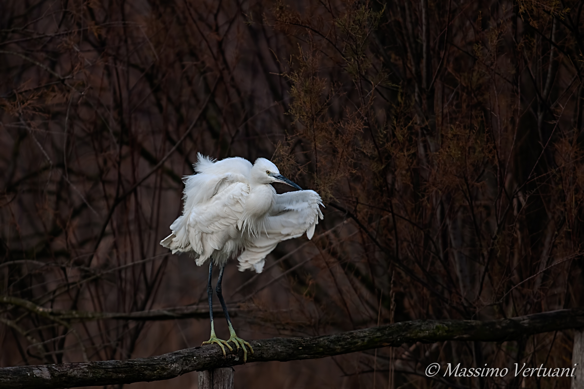 Egret
