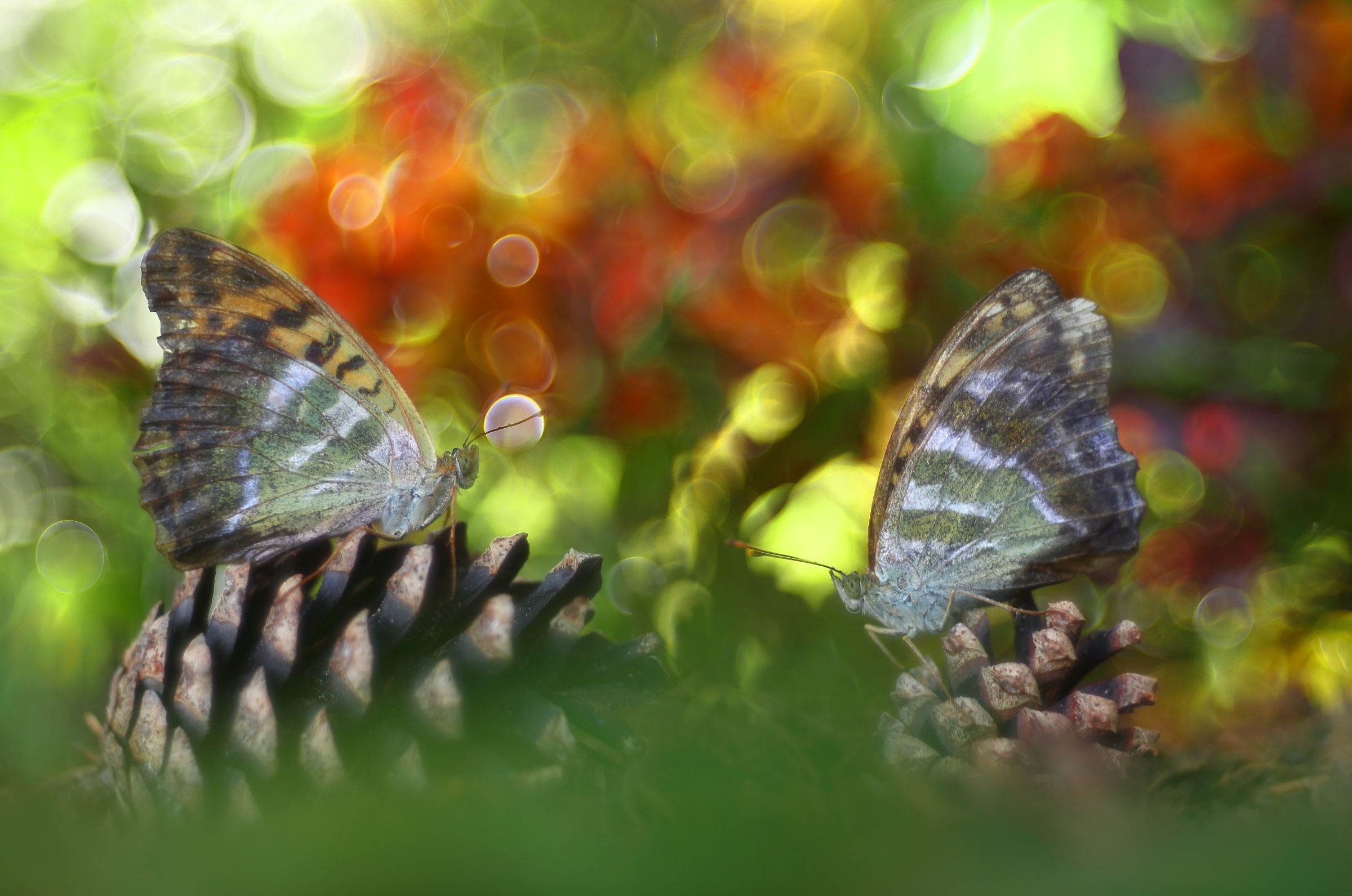 Argynnis in couple