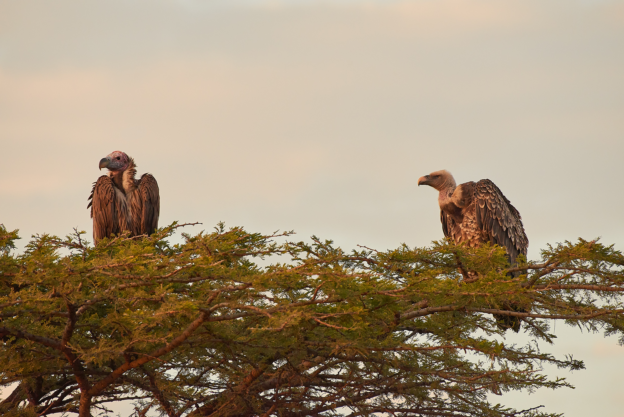 Avvoltoi orecchiuto ( Torgos tracheliotos )