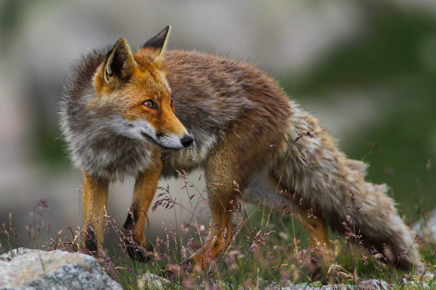 The Fox of the Nivulet