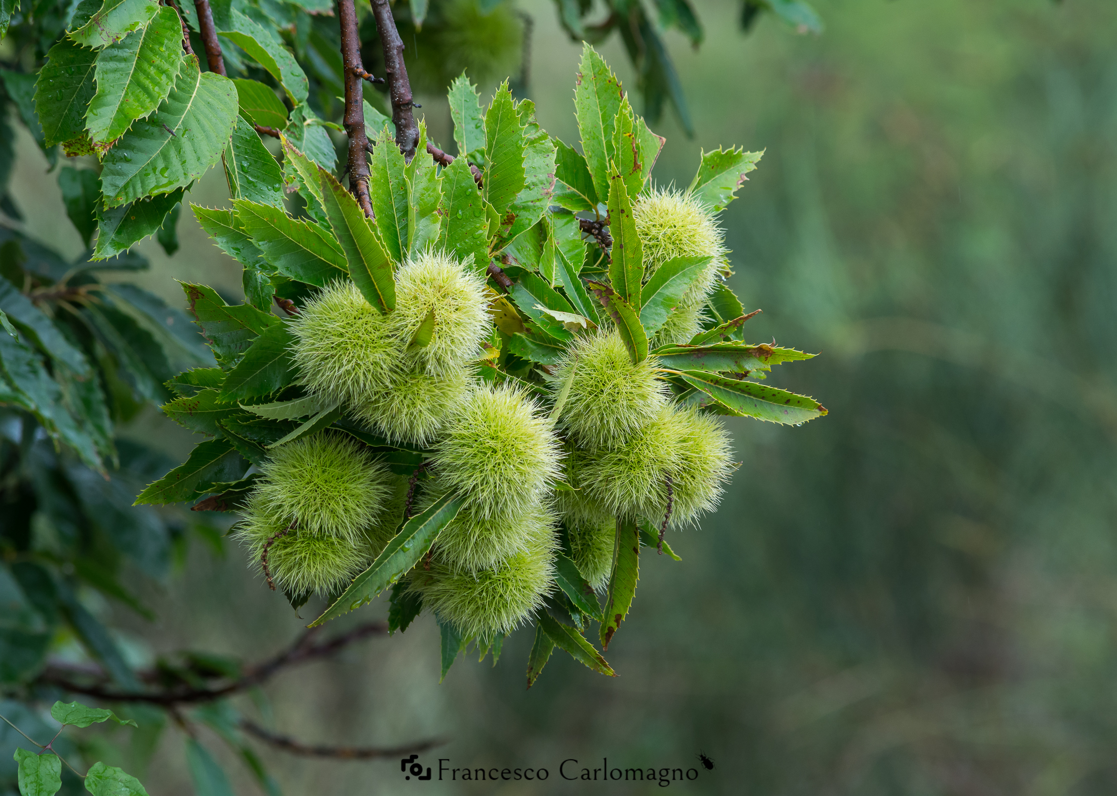 Waiting for the Chestnuts